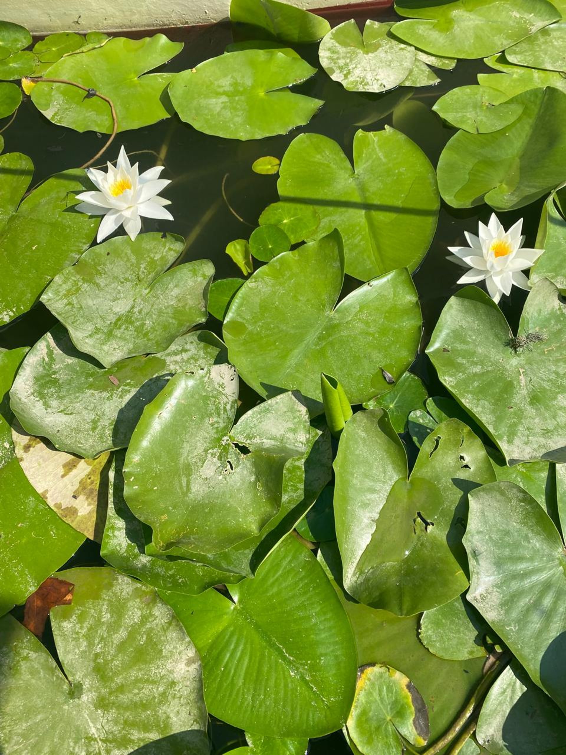 Water lily flower on lake