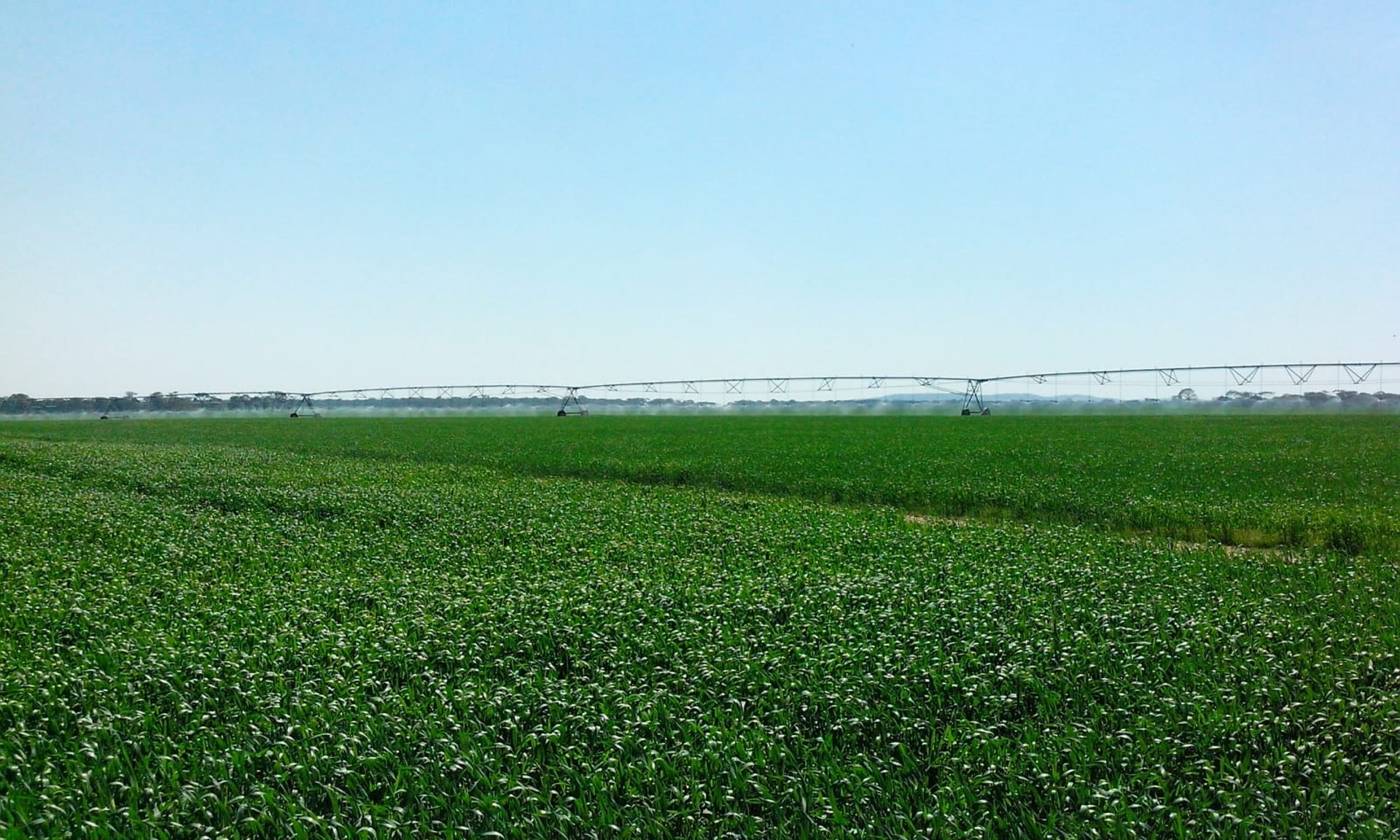 a close up of a field of green wheat