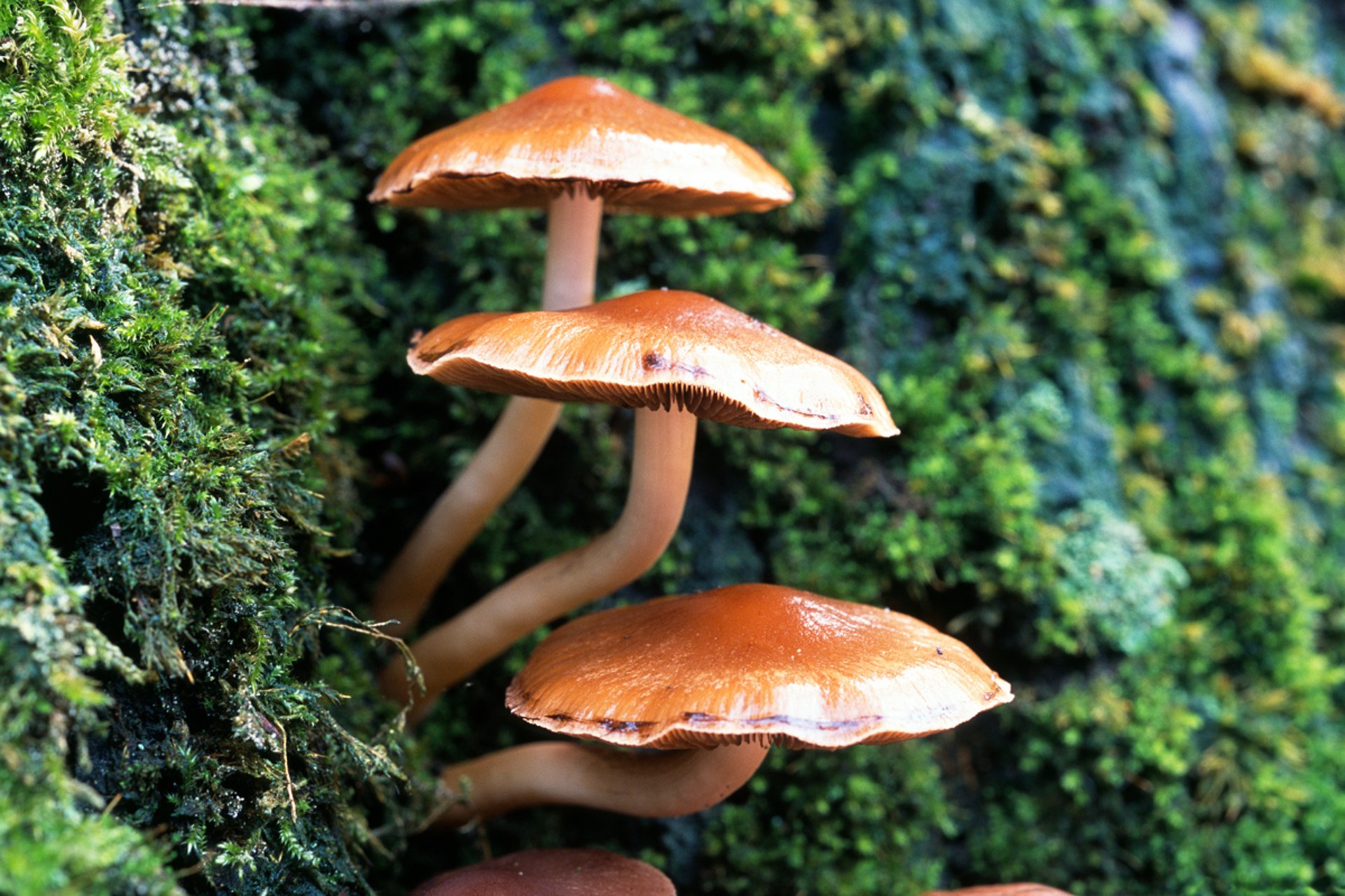 gray computer monitor