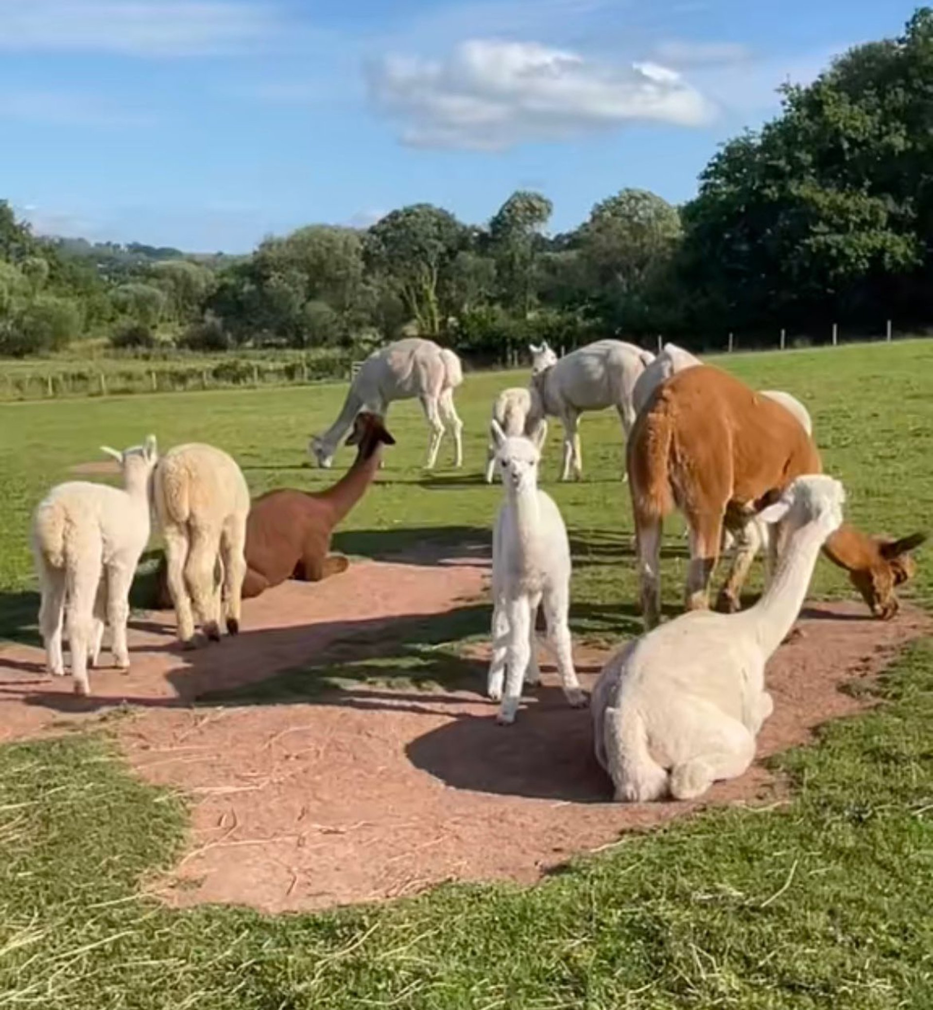 gray computer monitor