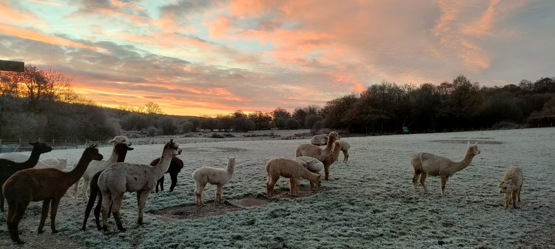 woman holding dried flower