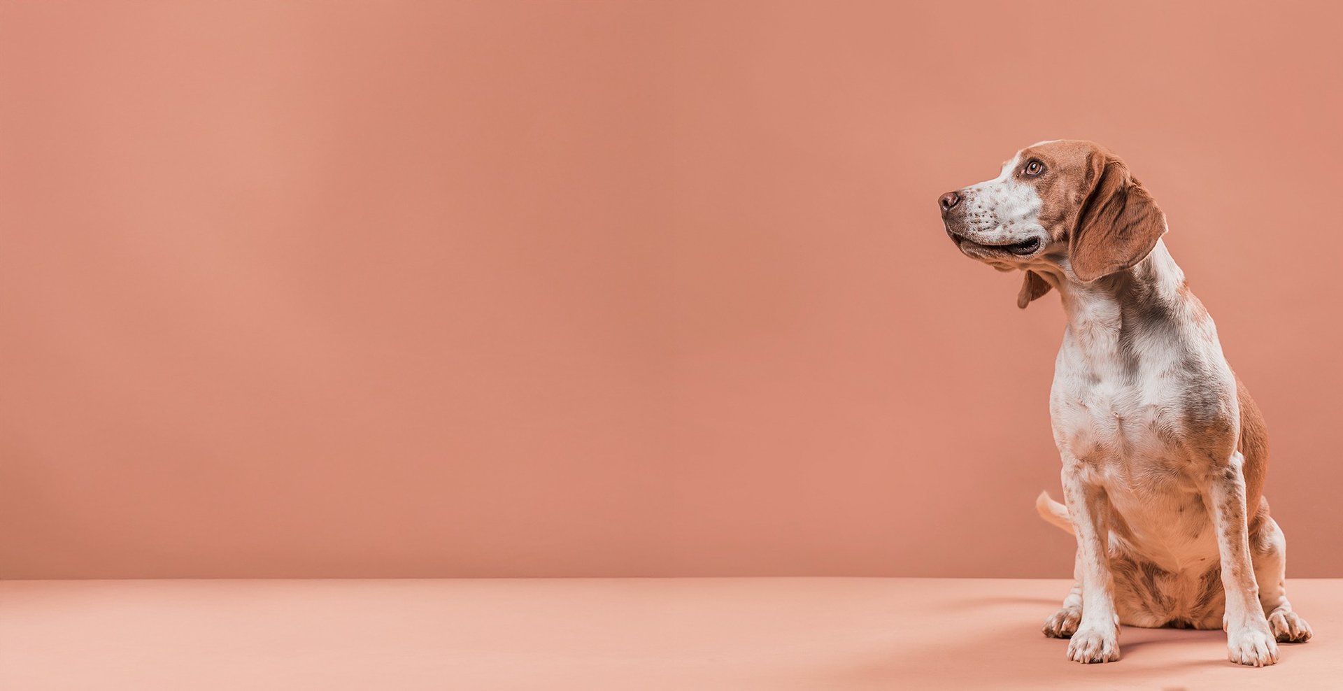 medium-coated brown dog during daytime