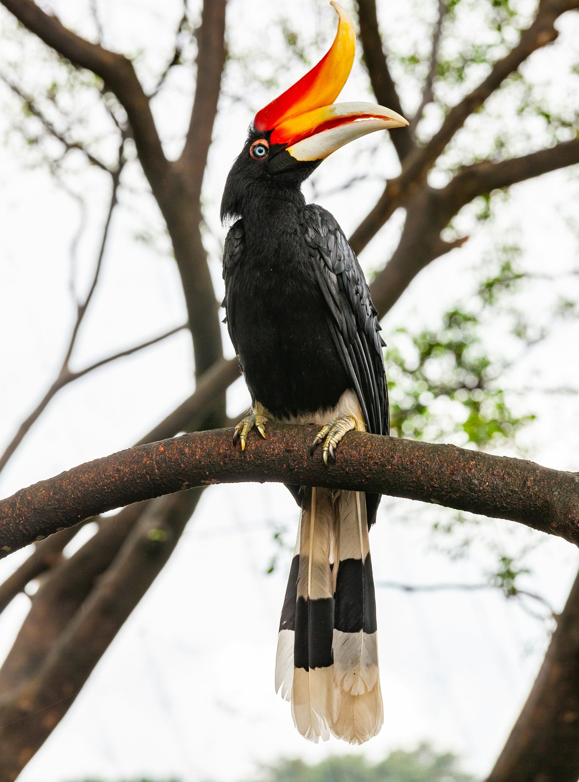 A bird with a colorful beak sitting on a tree branch