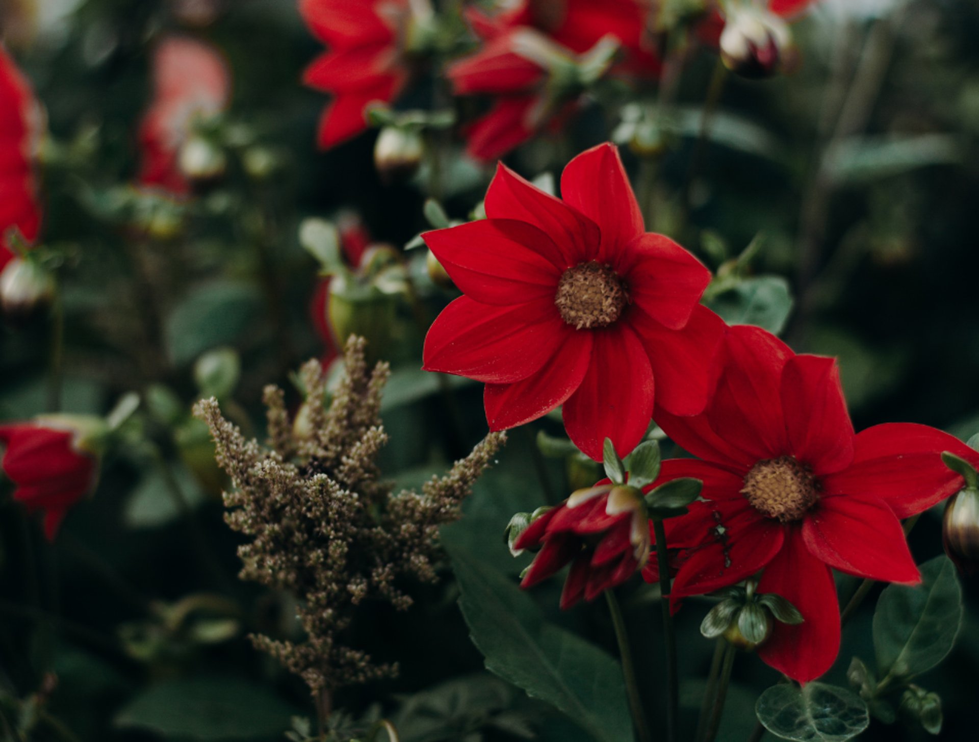 selective focus photography of white and orange petaled flower
