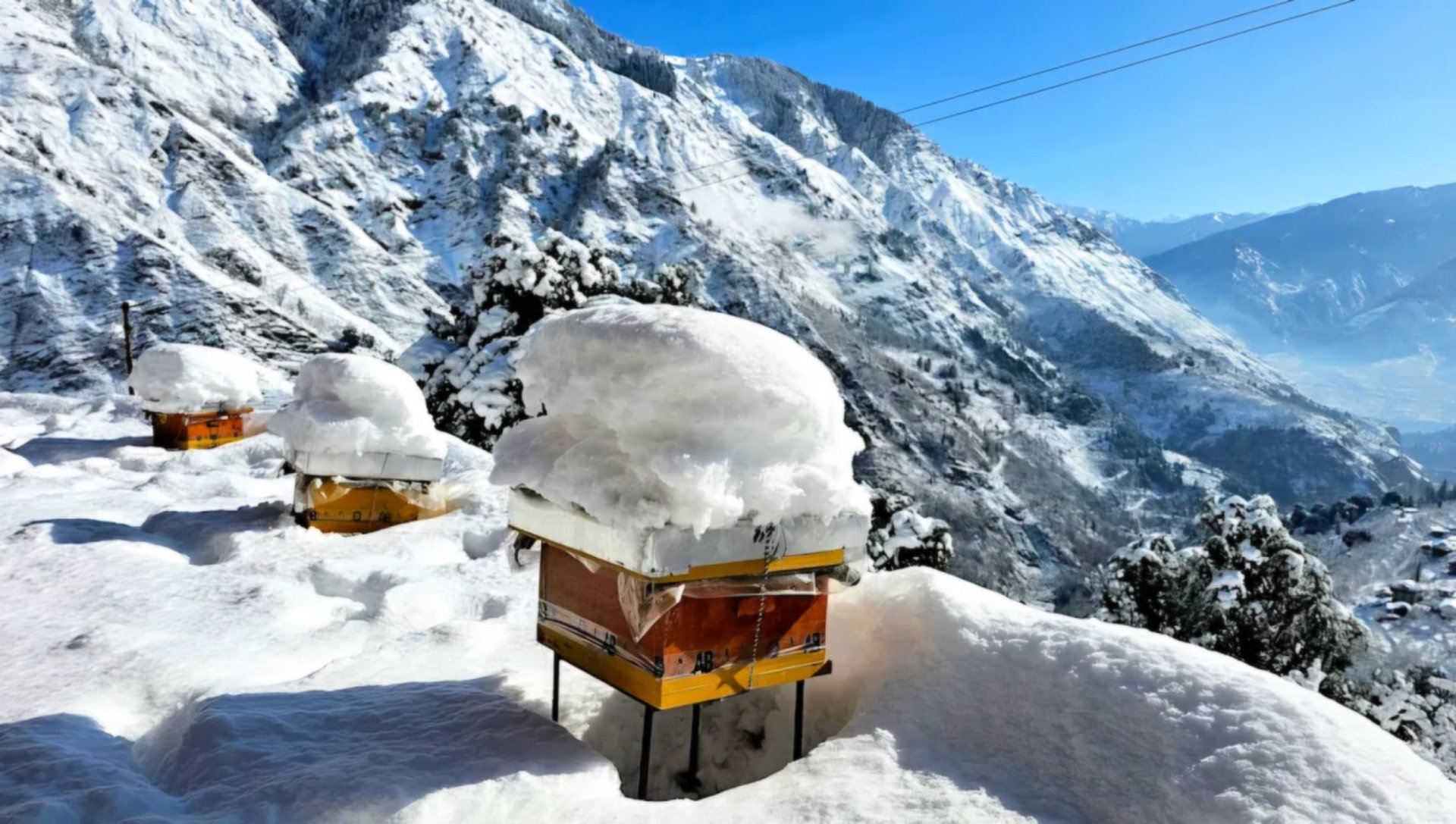 woman holding dried flower