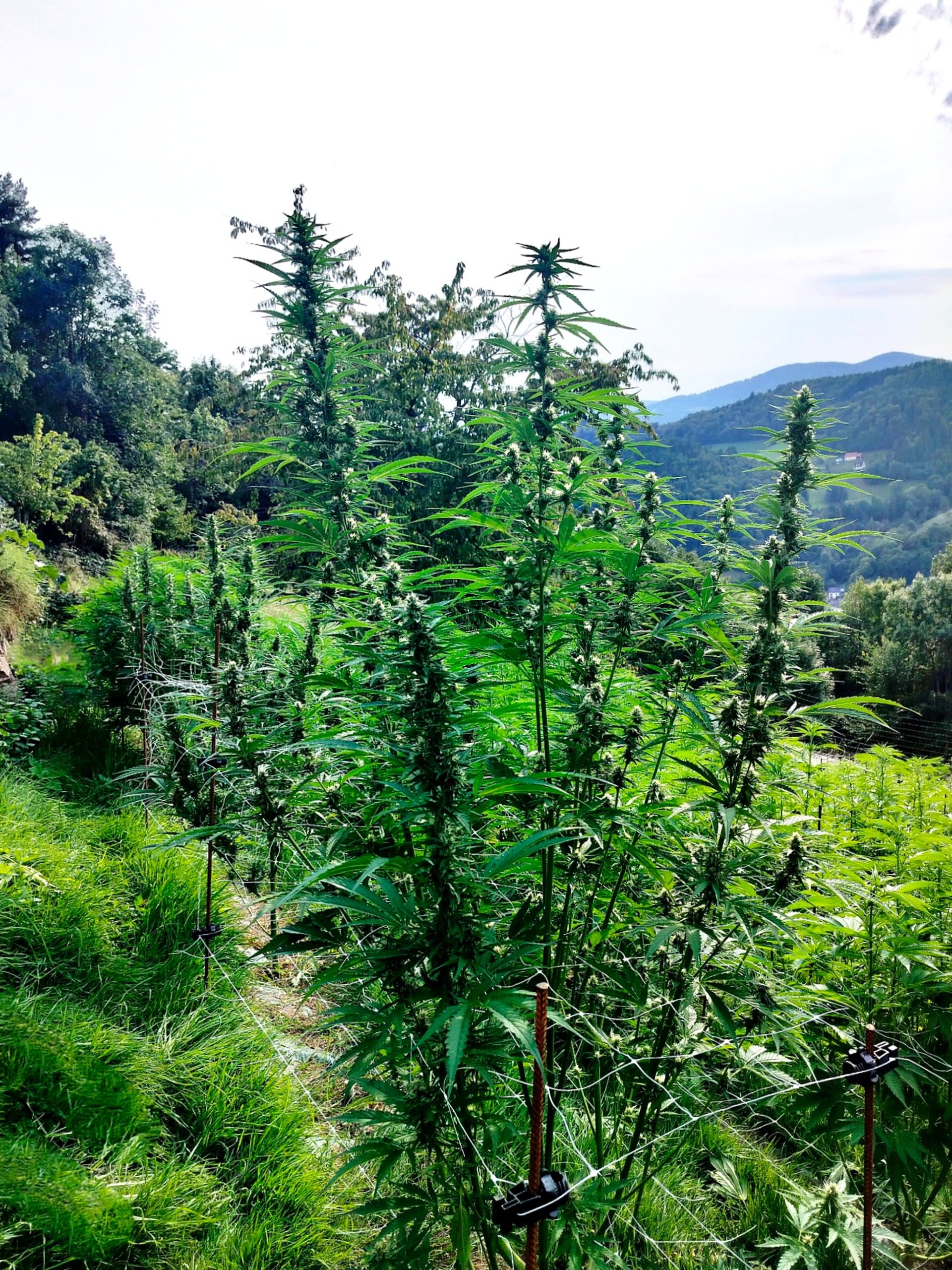black and white bed linen