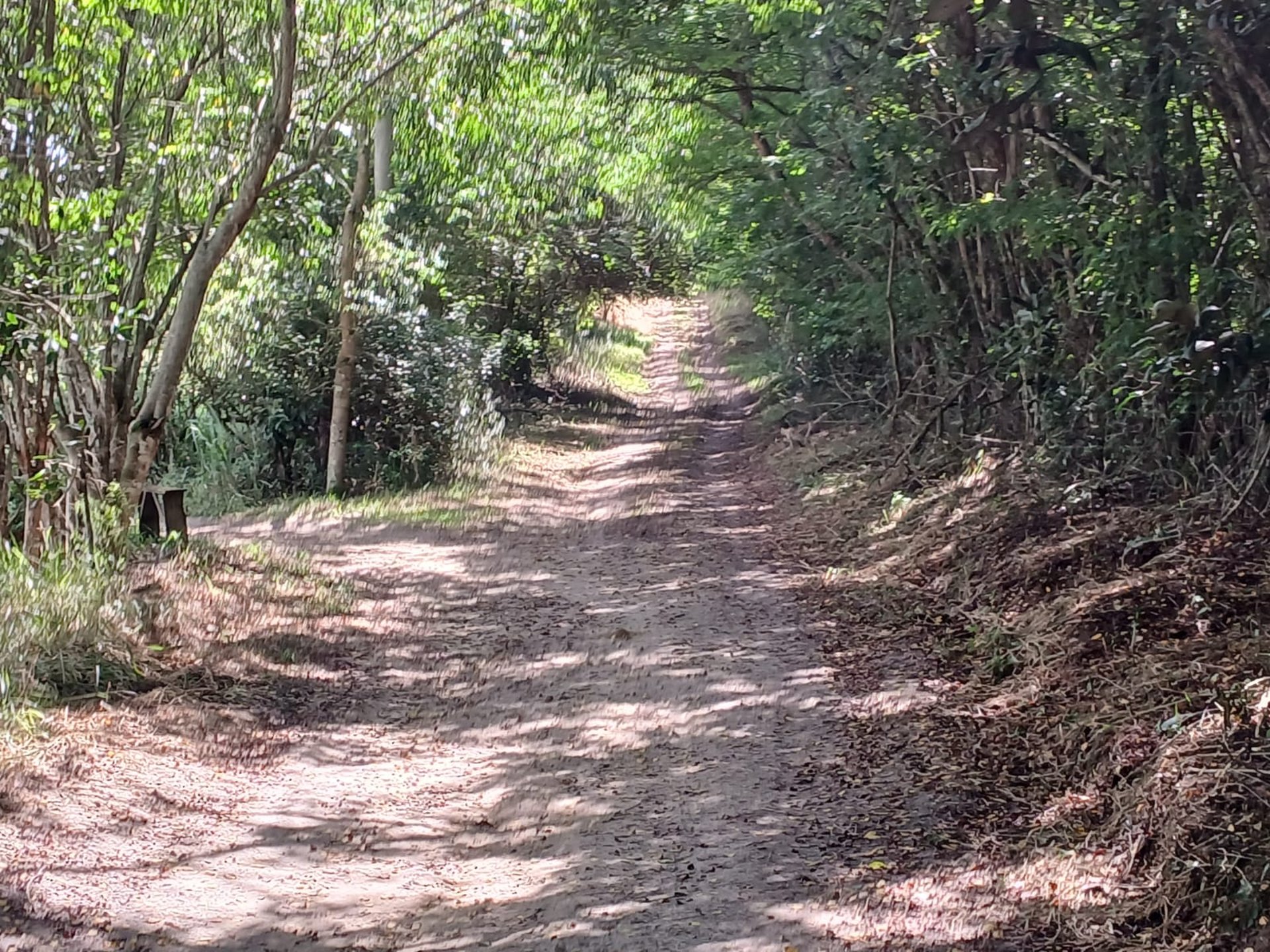 A dirt road in the middle of a forest