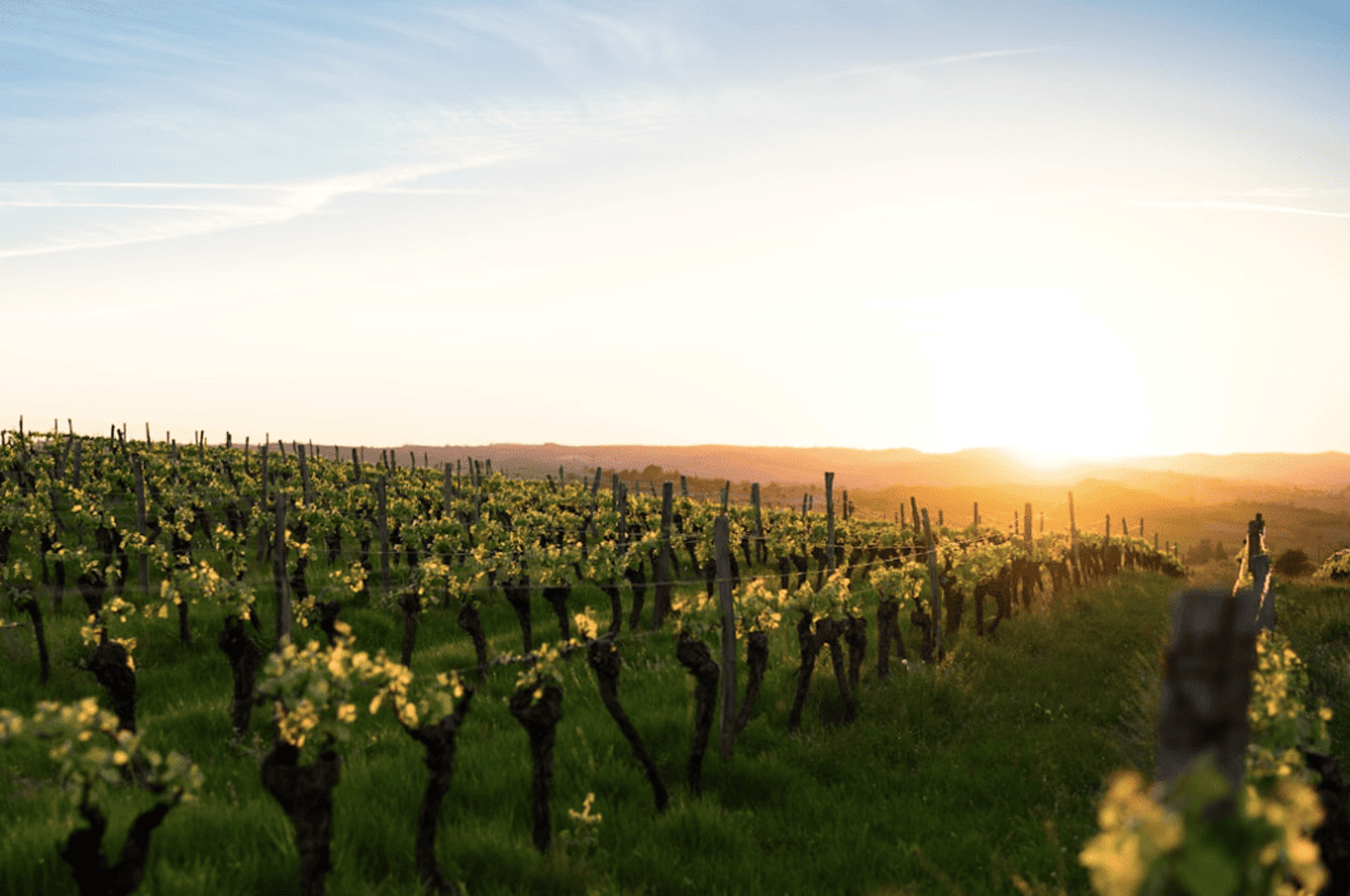 the sun is setting over a vineyard with vines