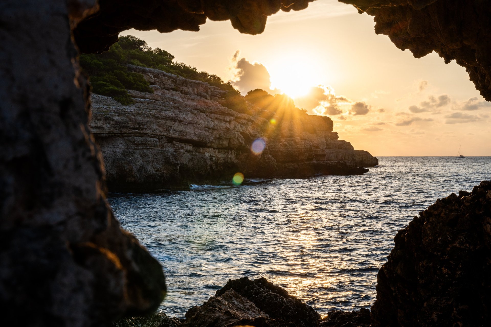 a couple of plants that are in the grass