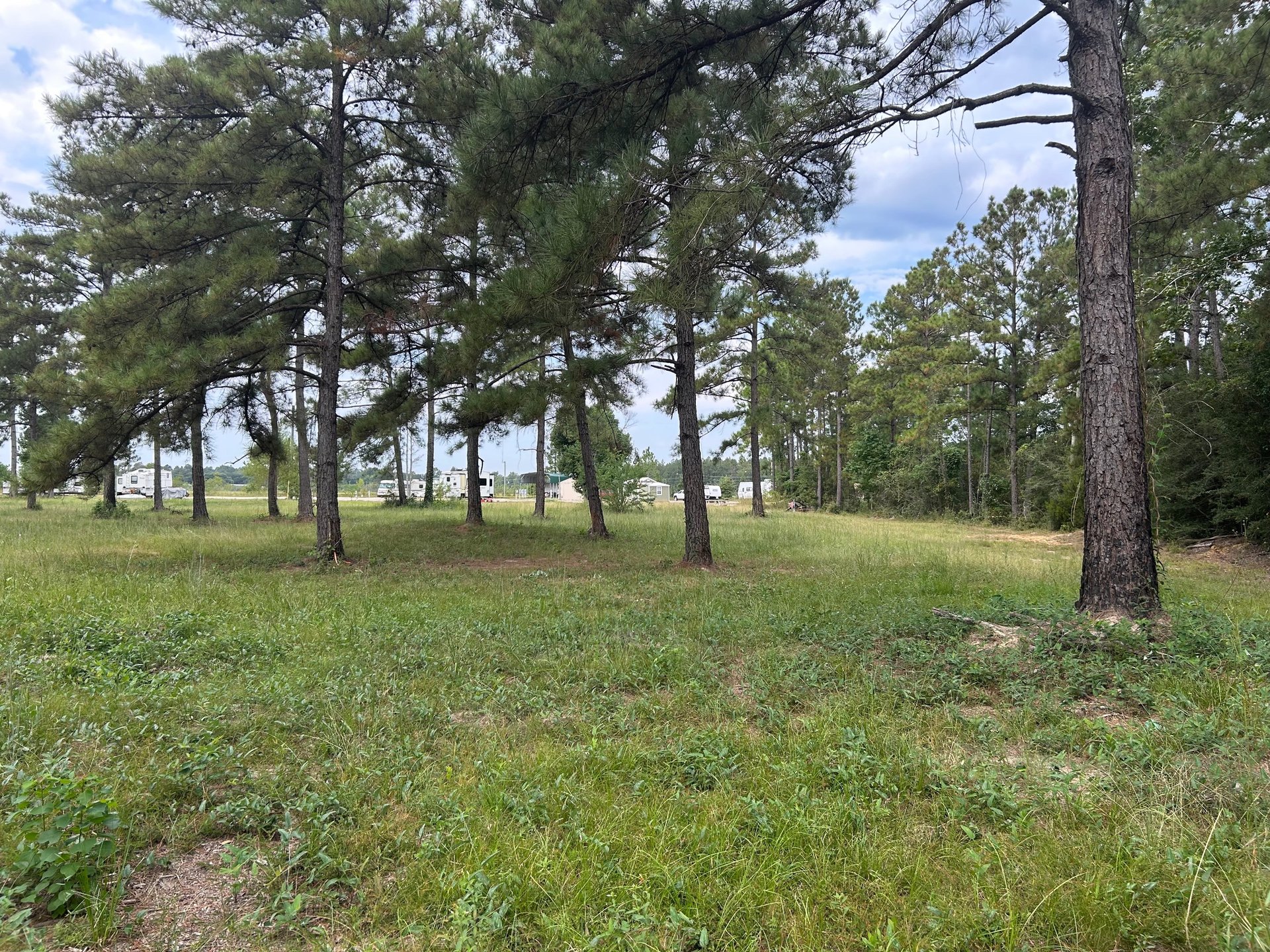 green grass field during daytime
