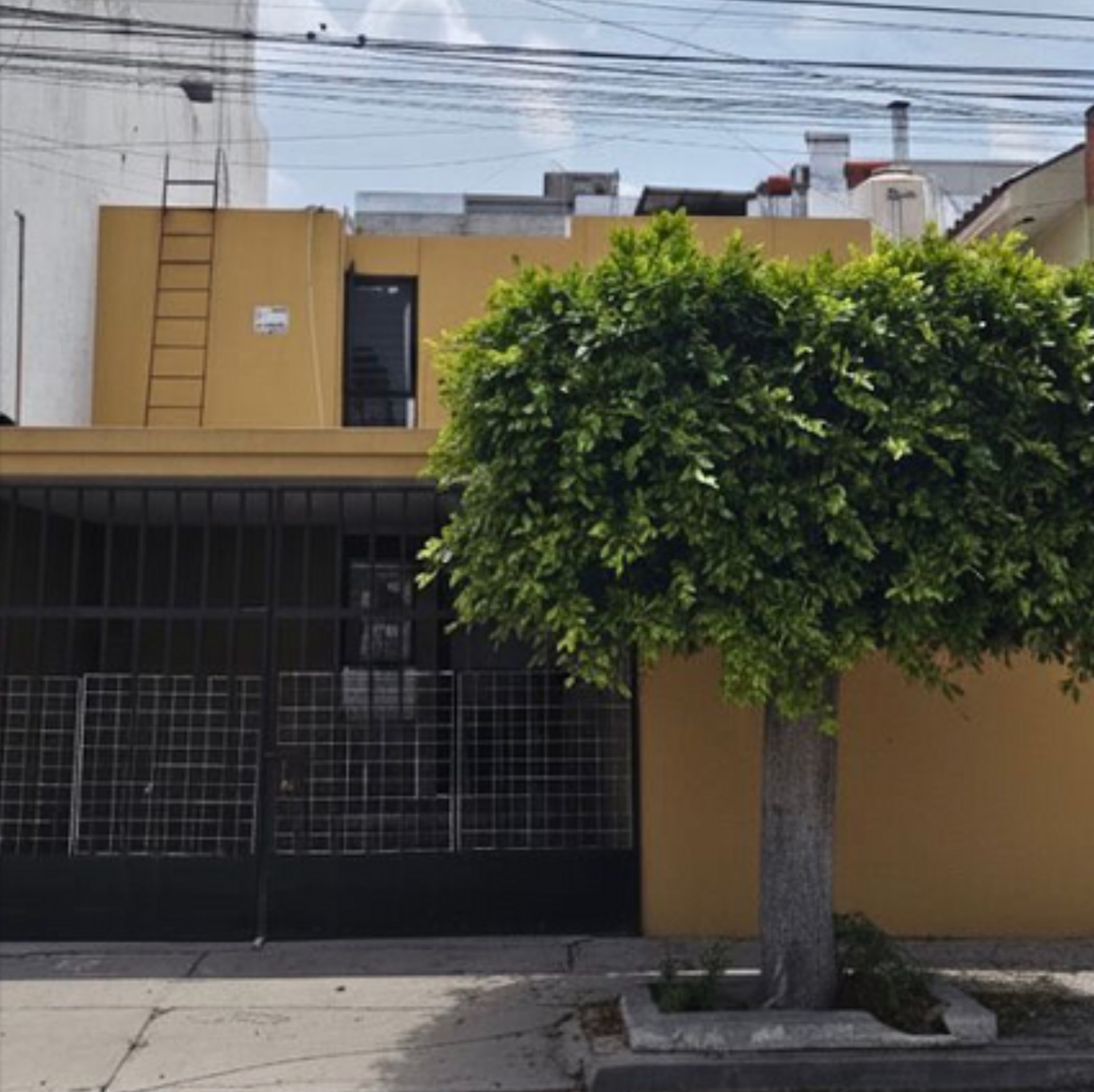 woman holding dried flower