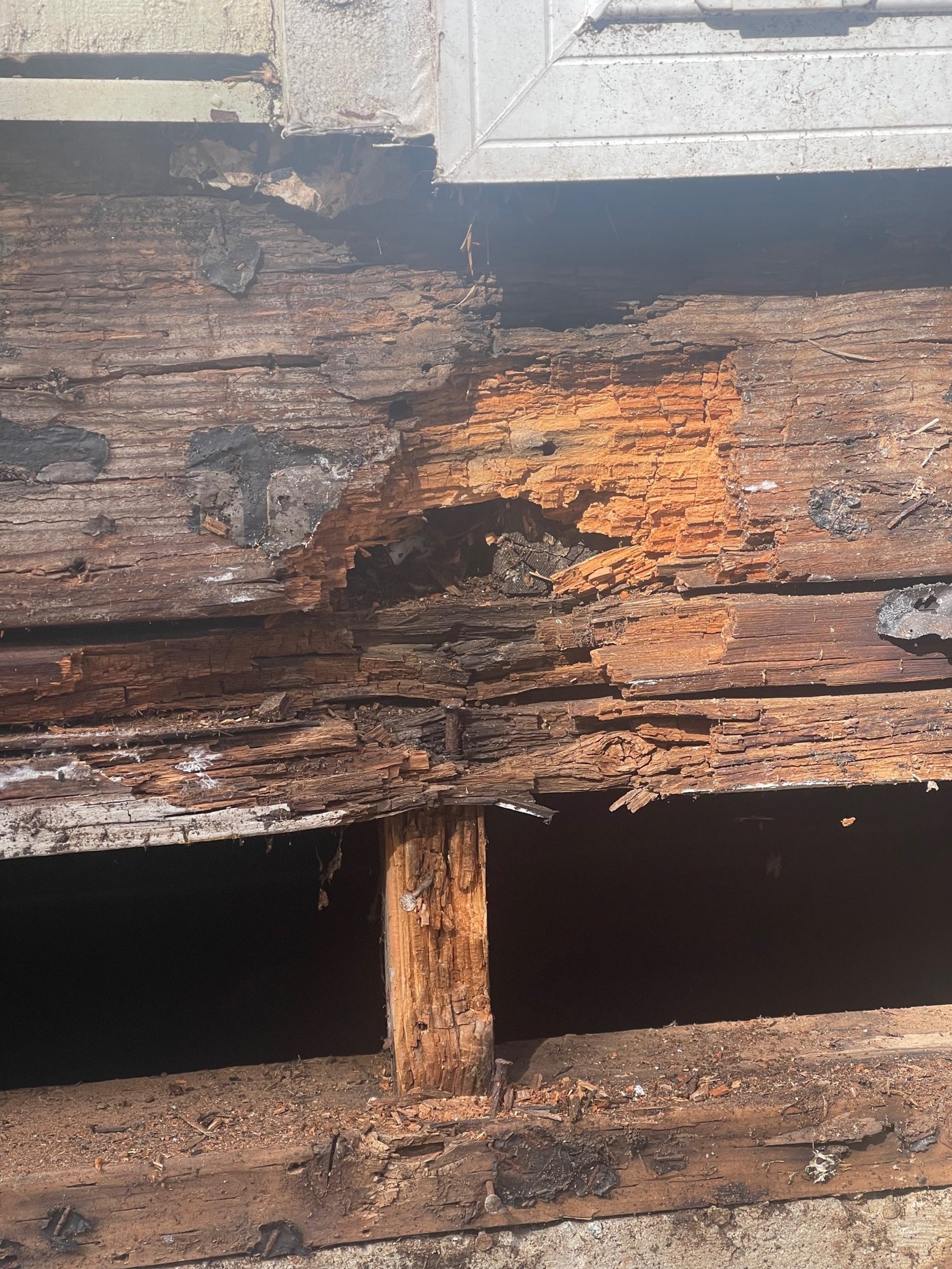 roof sheathing dry rot damage