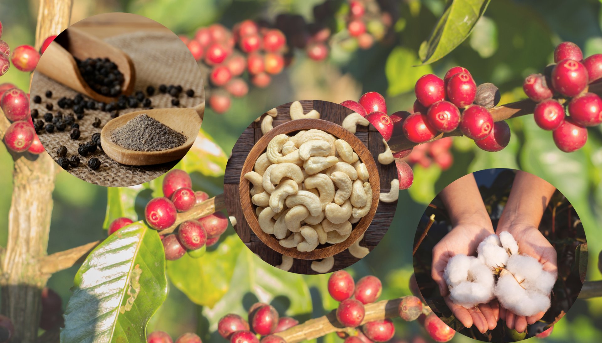 a close up of some berries