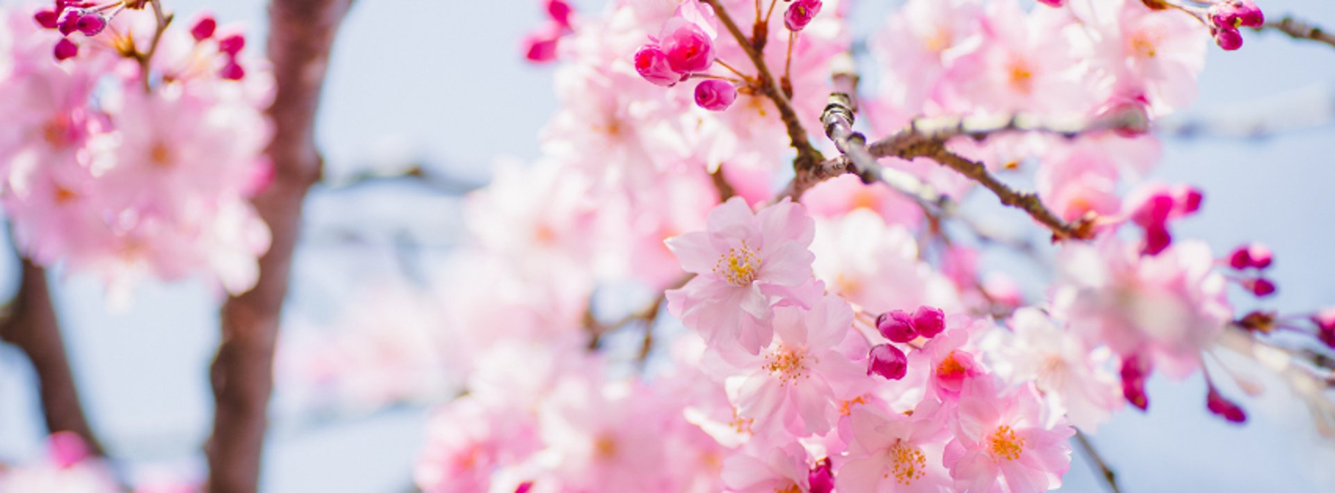 black and brown leather padded tub sofa