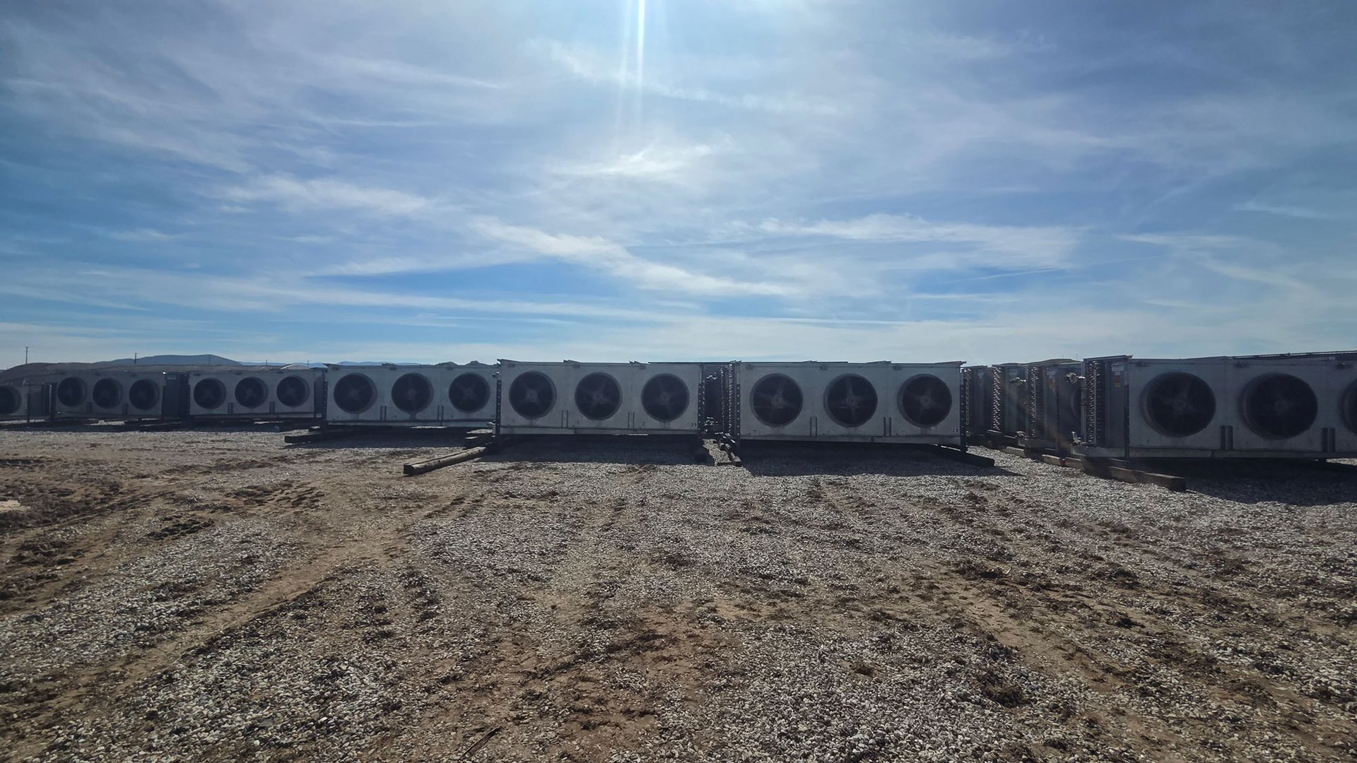 woman holding dried flower