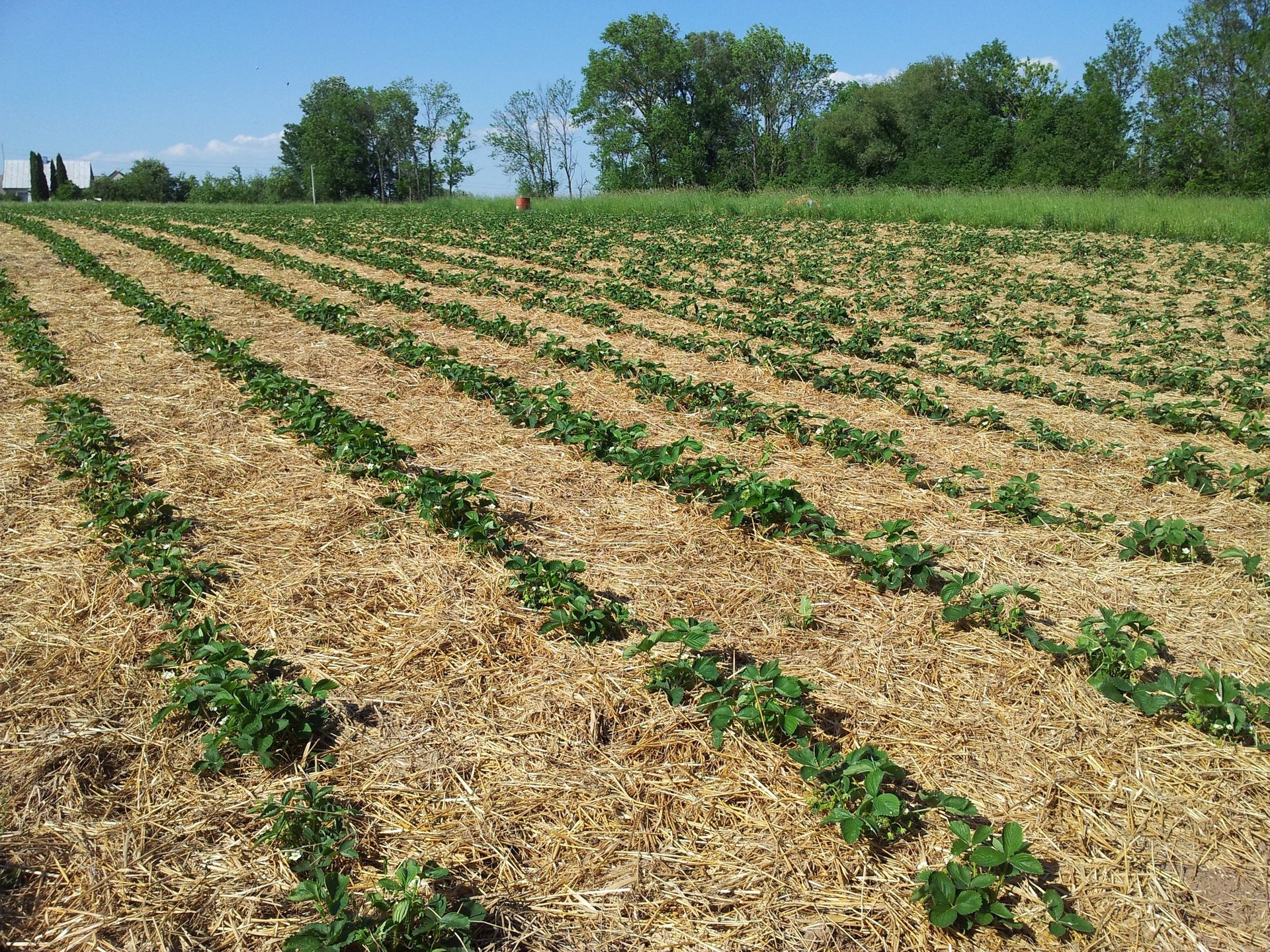sliced strawberries on white ceramic plate