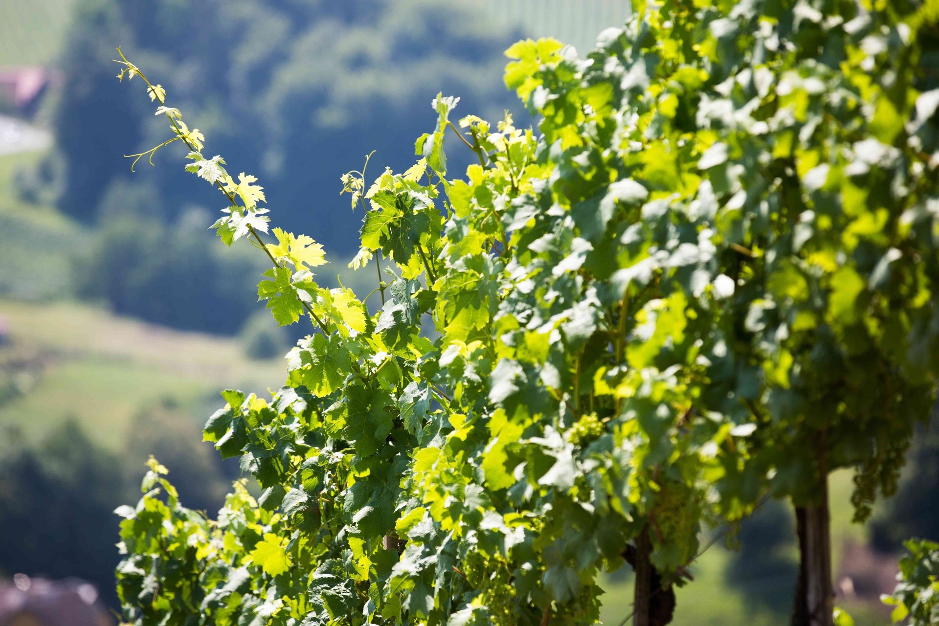 Foto von Weingartenzeile