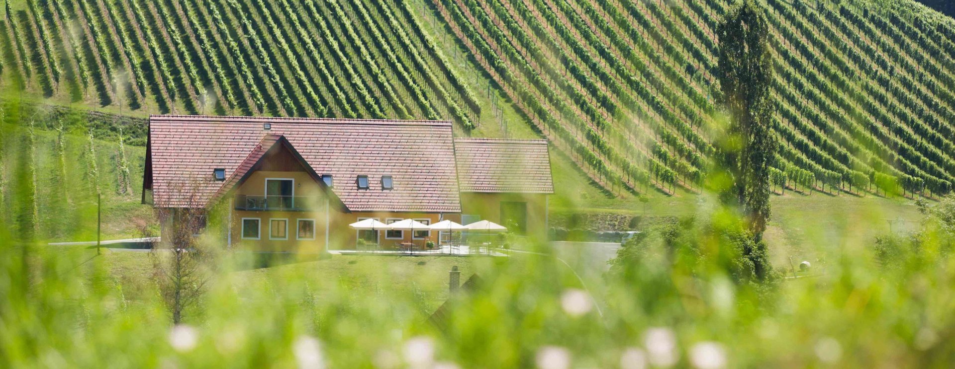 Weingut Uhl umgeben von Weingarten