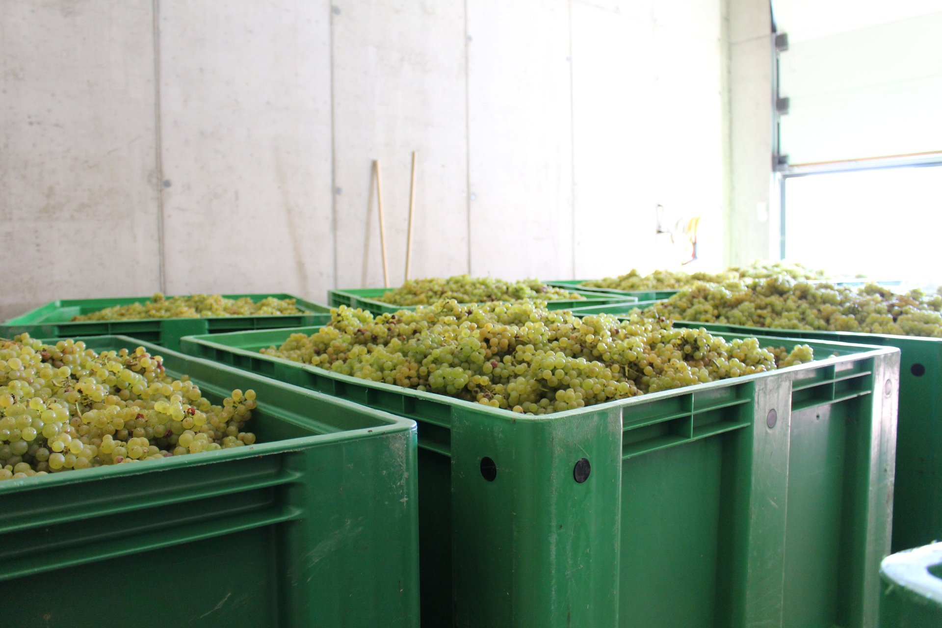 Weintrauben in grünen Wannen