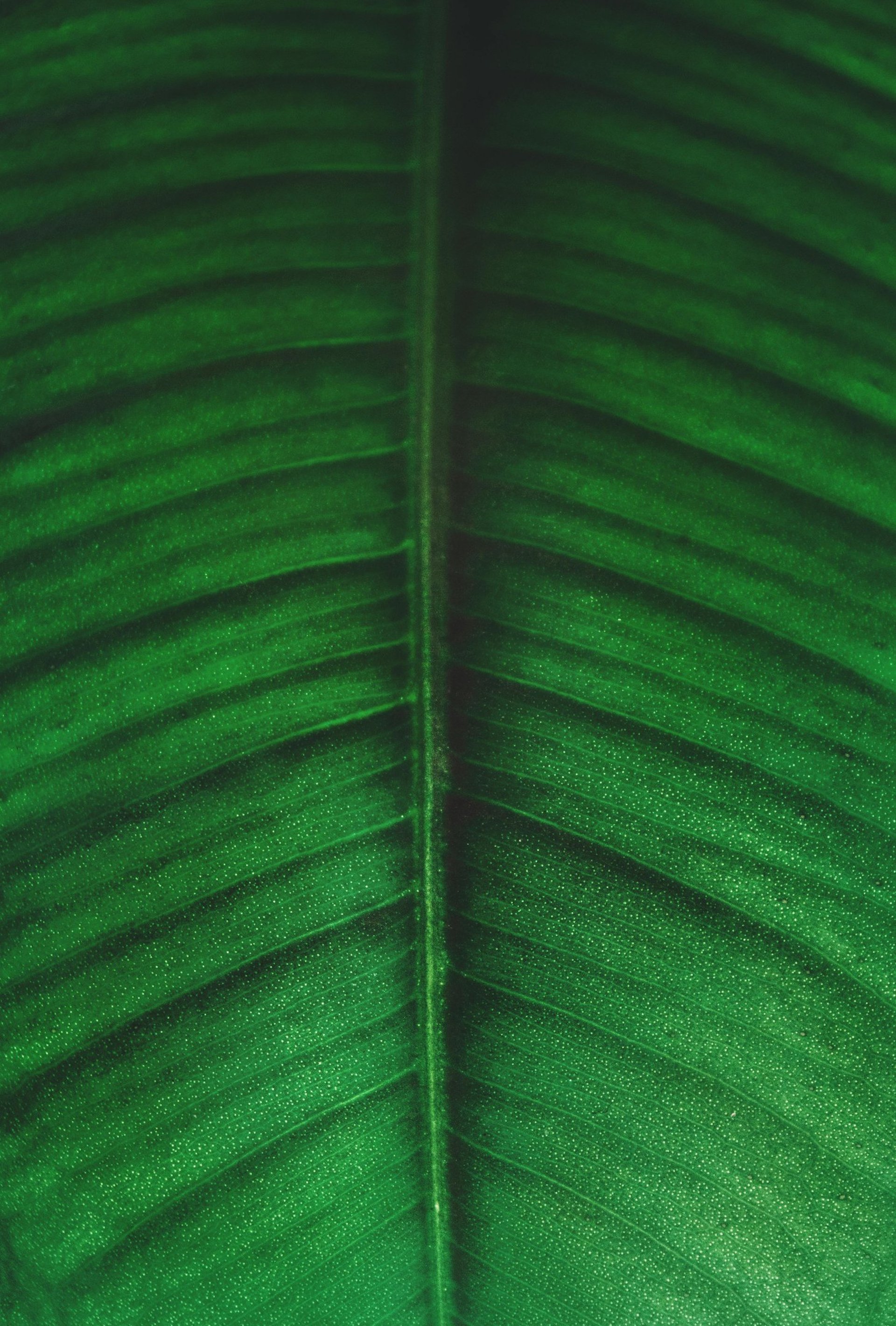 green and white striped textile