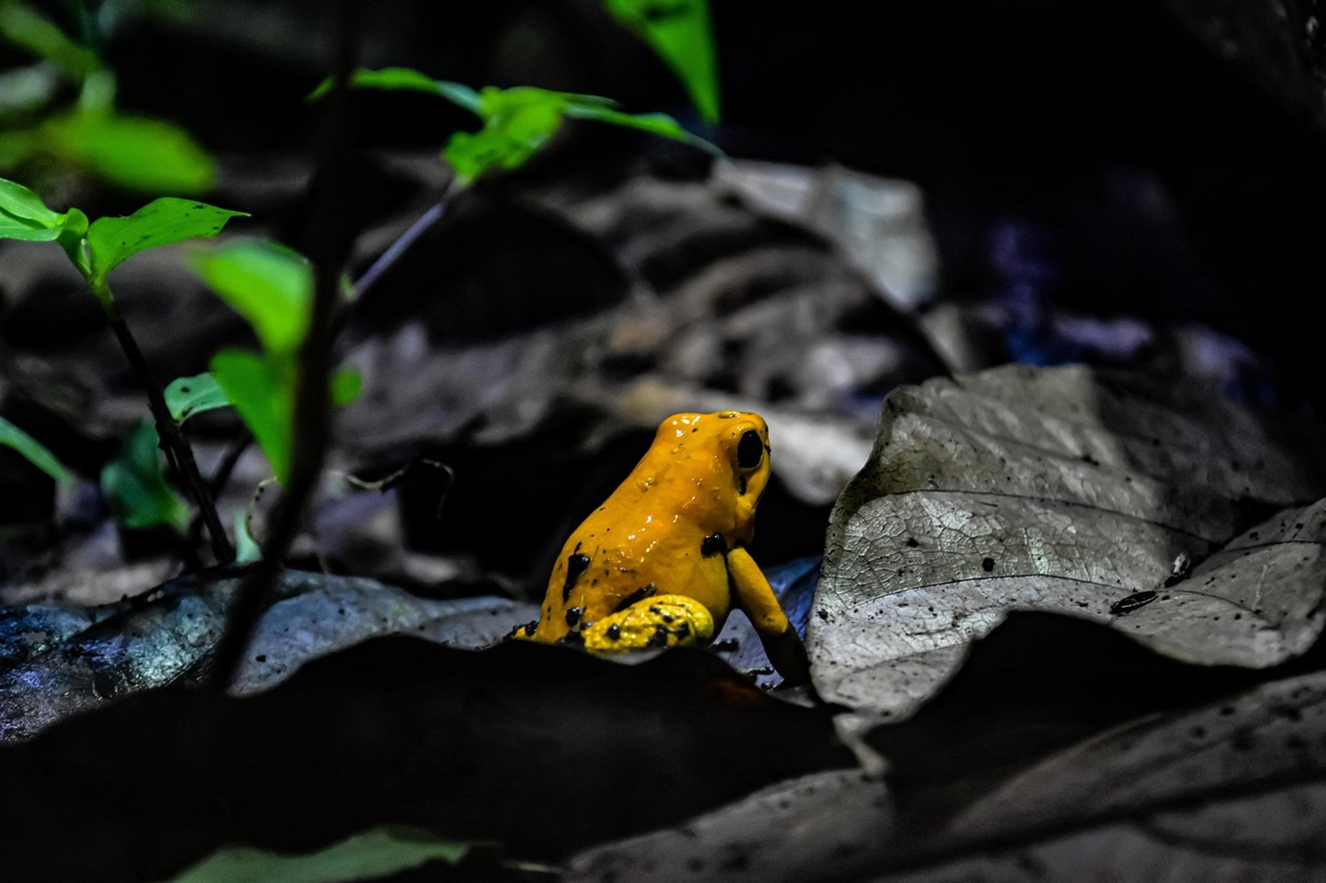 A yellow and black bird sitting on a bird feeder