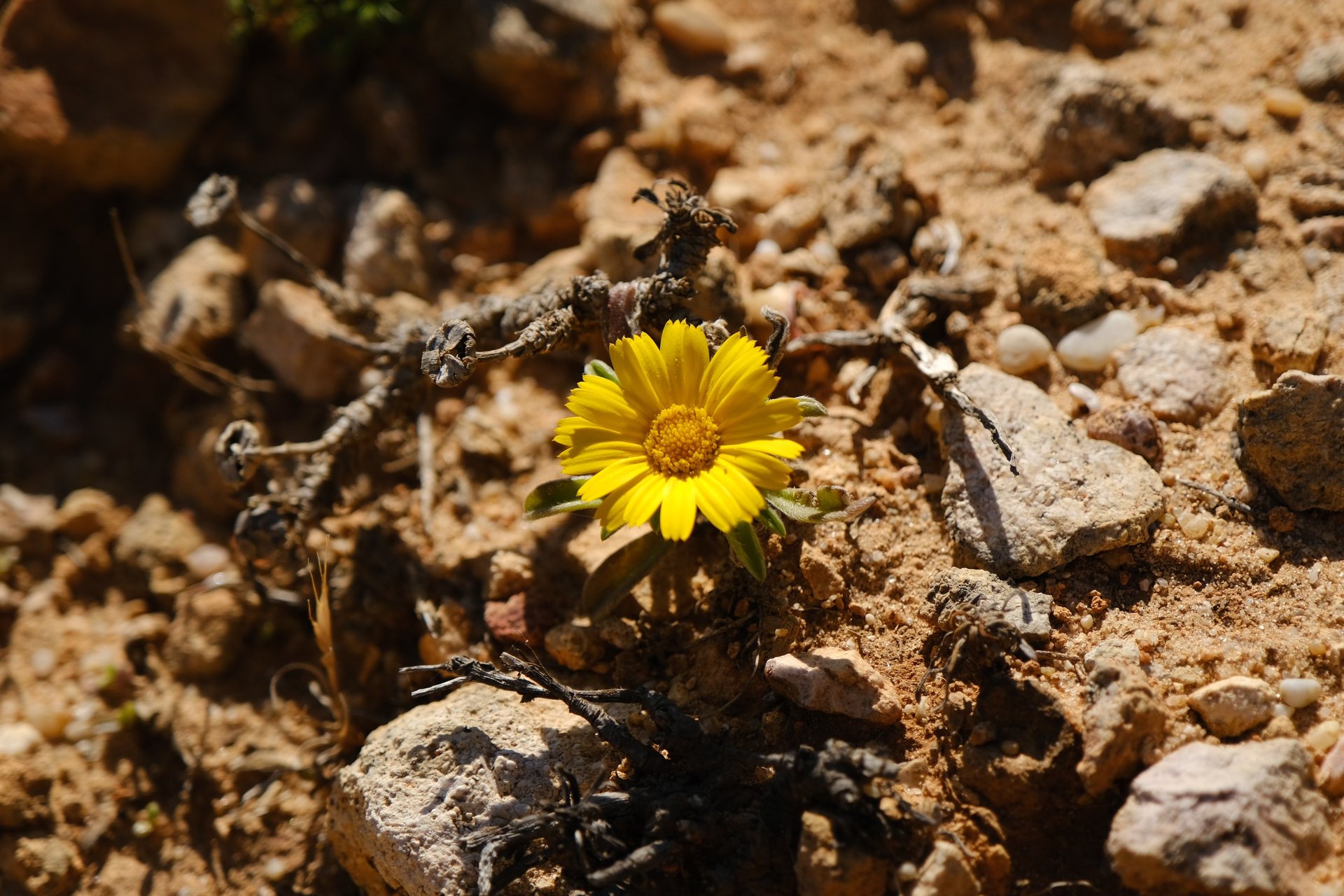 person holding lighted sparklers