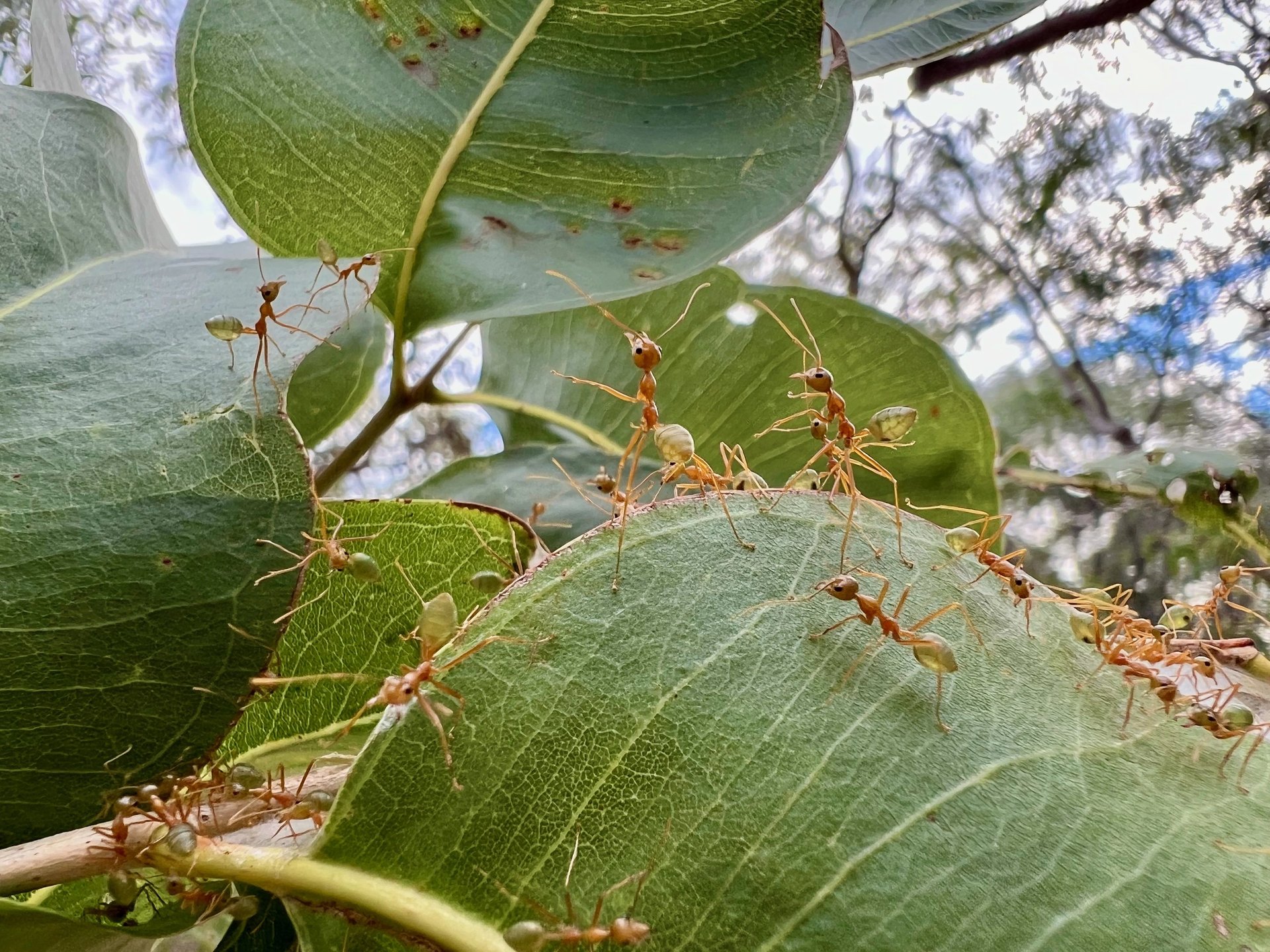 a close up of a green leaf on a tree