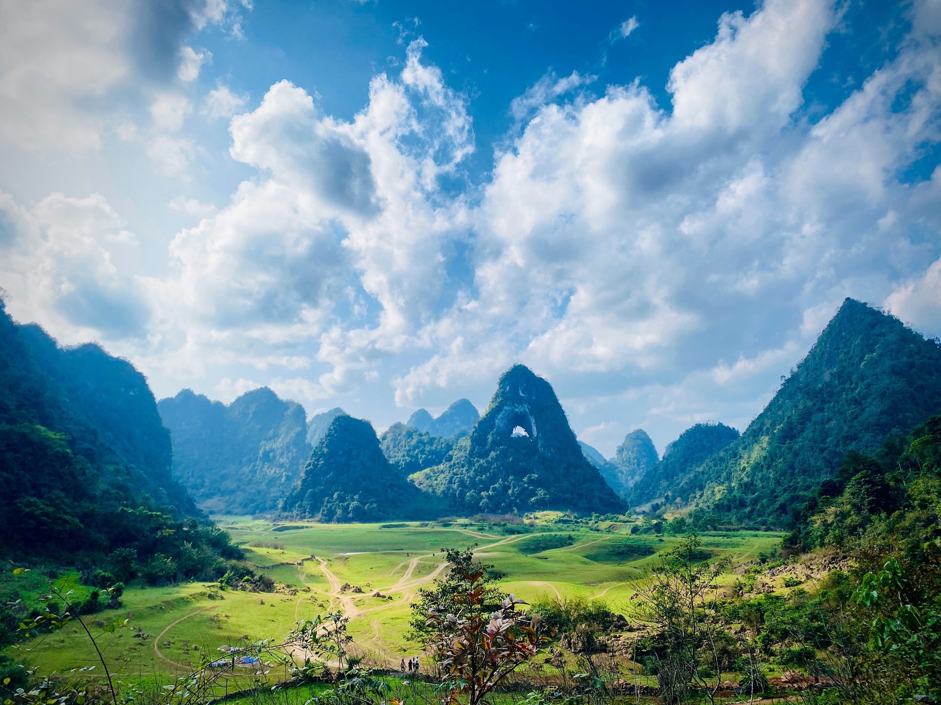 a bunch of lanterns that are hanging from a tree