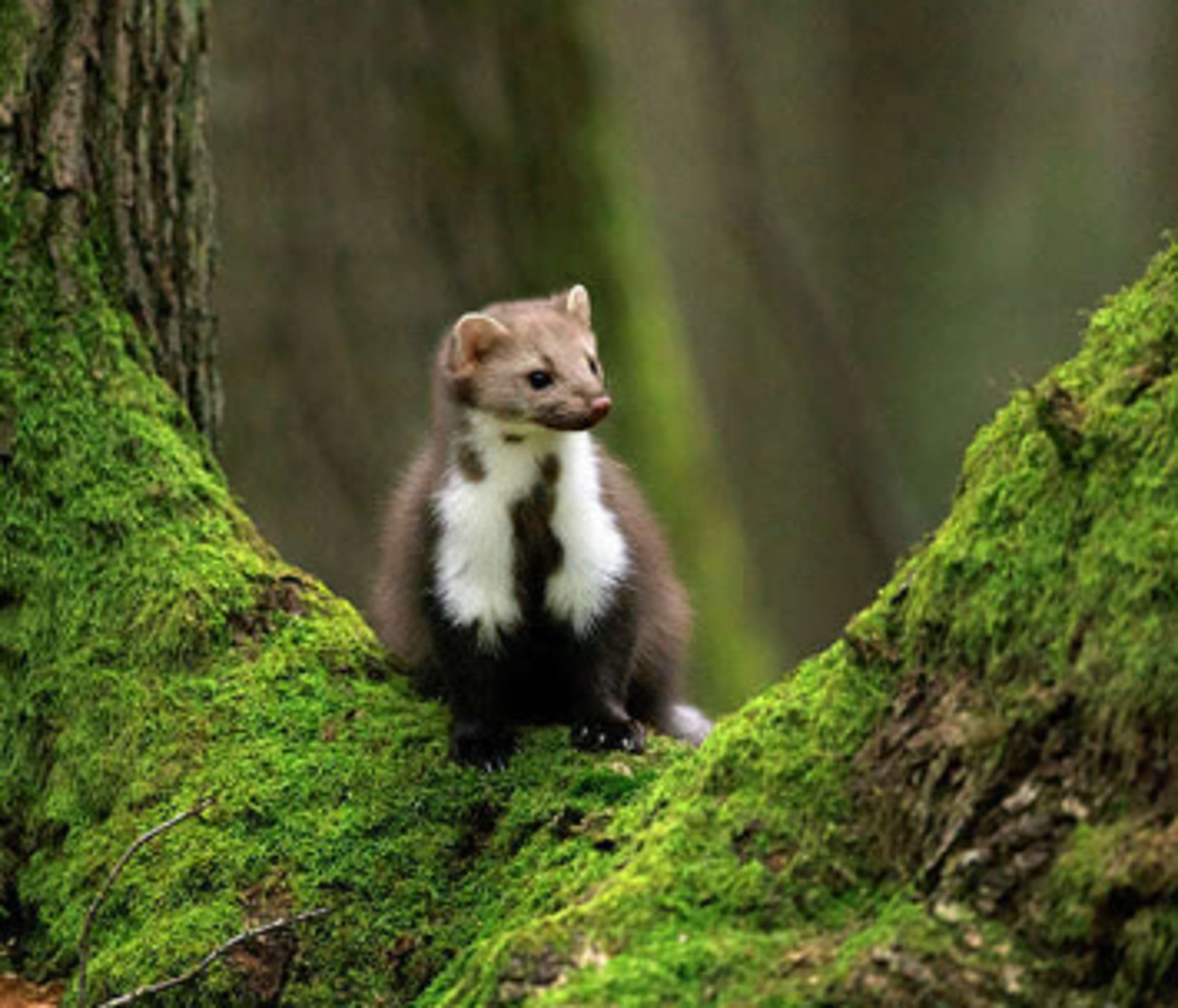 brown rodent on gray rock during daytime
