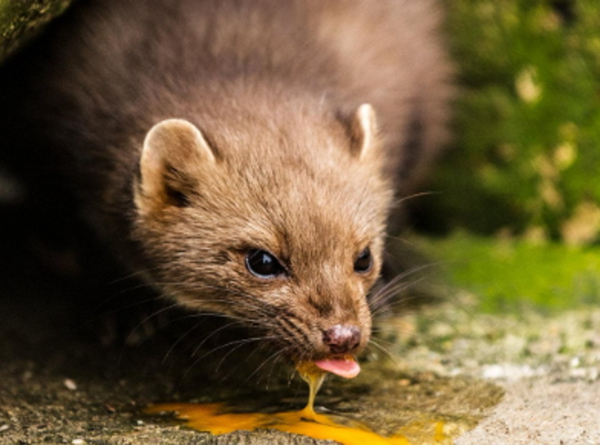 brown rodent on gray rock during daytime