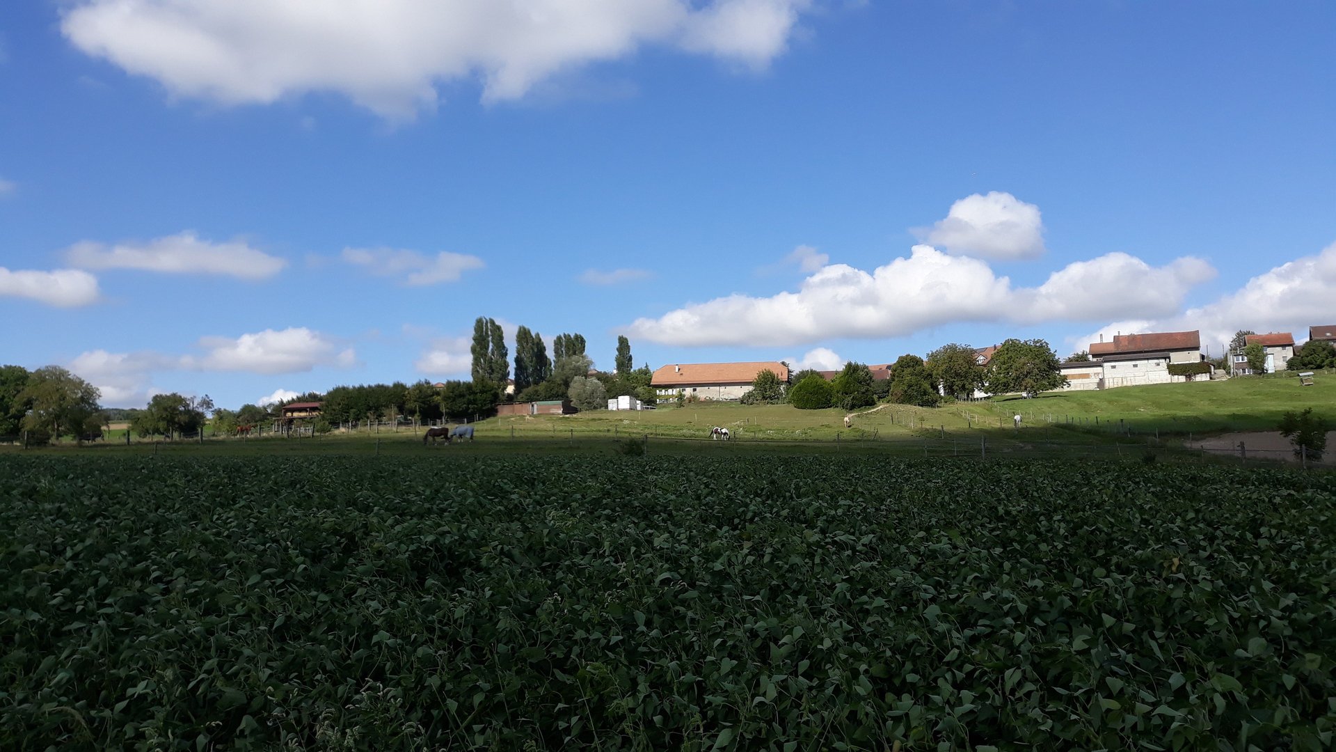 gray computer monitor