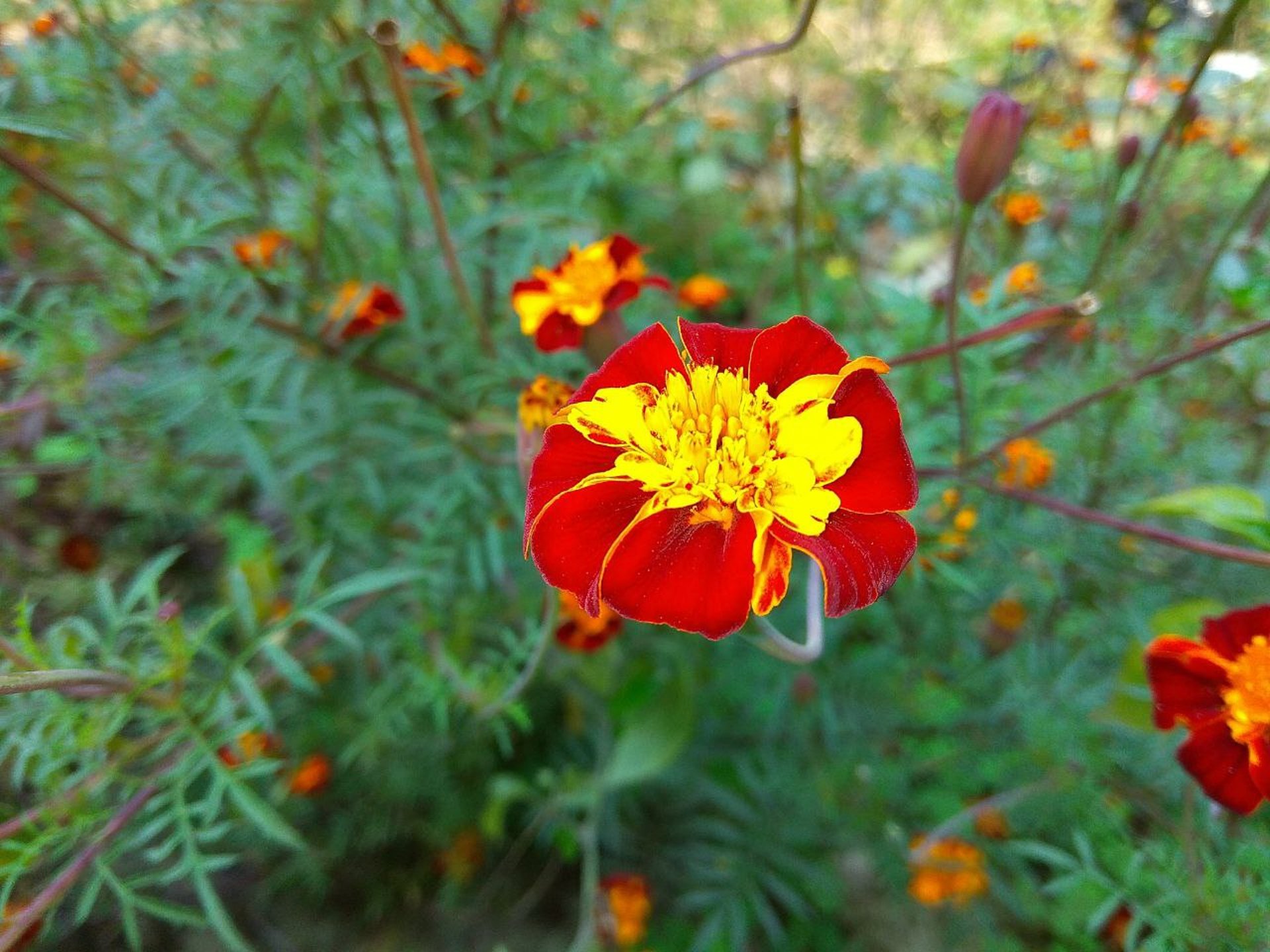 woman wearing yellow long-sleeved dress under white clouds and blue sky during daytime