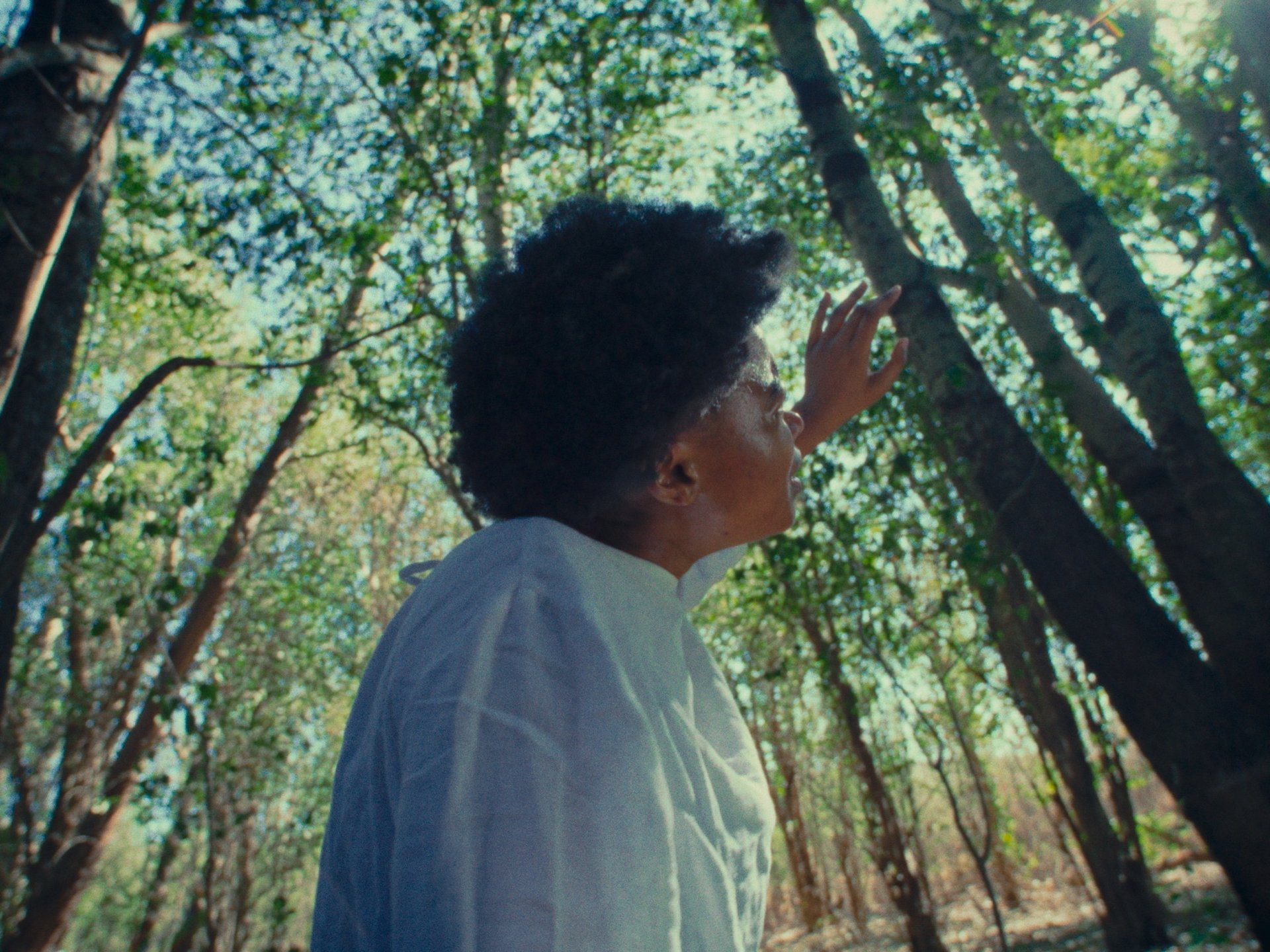 brown soil pathway between green leaf trees in aerial photography during daytime