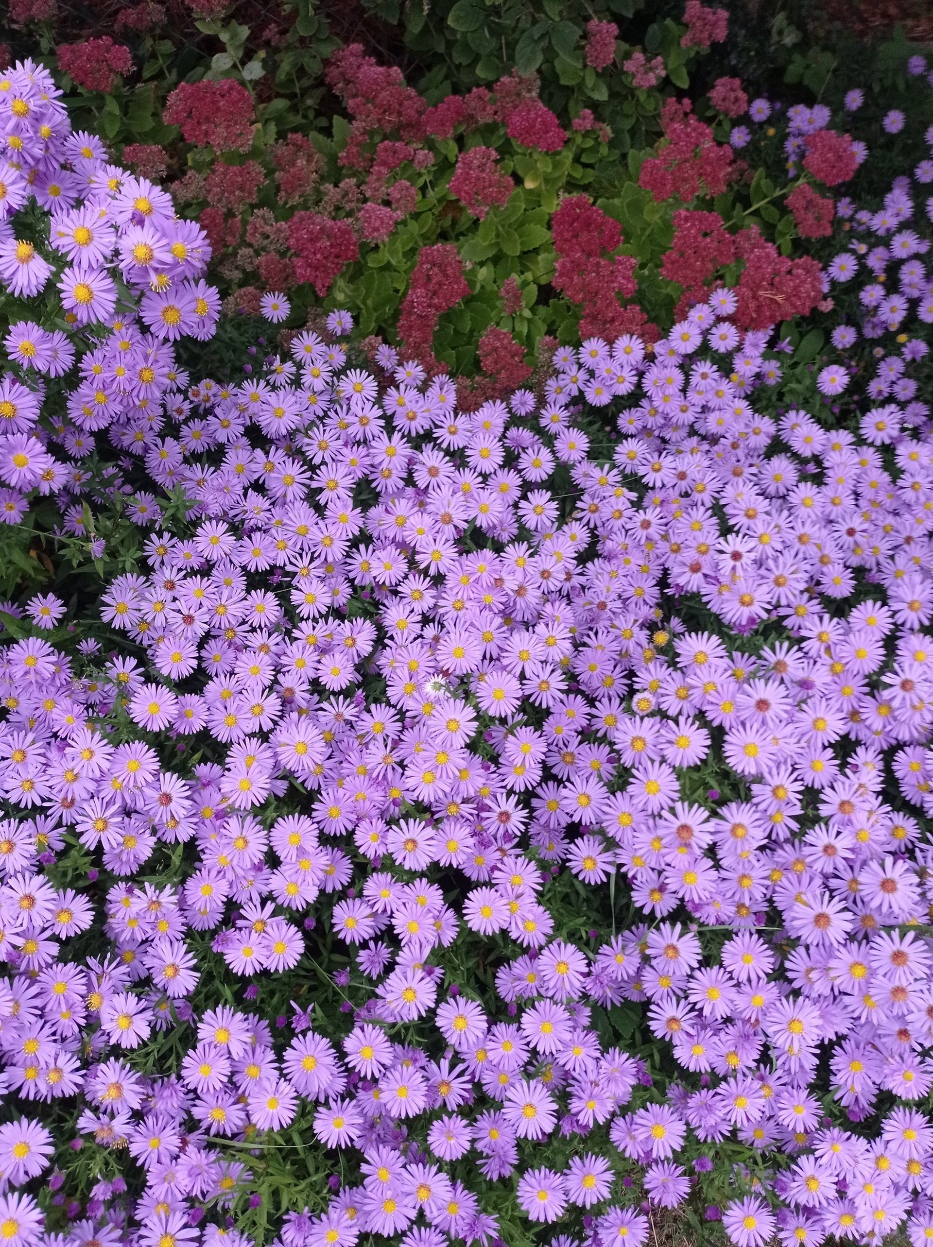 a couple of yellow flowers sitting on top of a plant