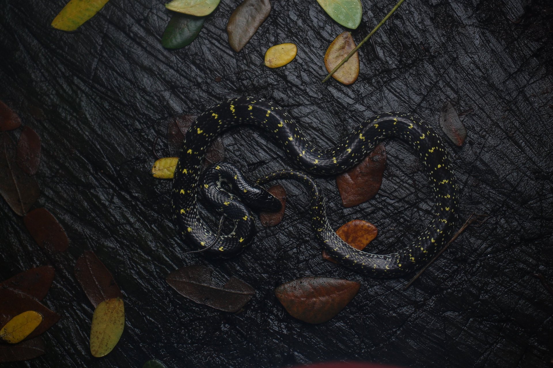 black and brown leather padded tub sofa