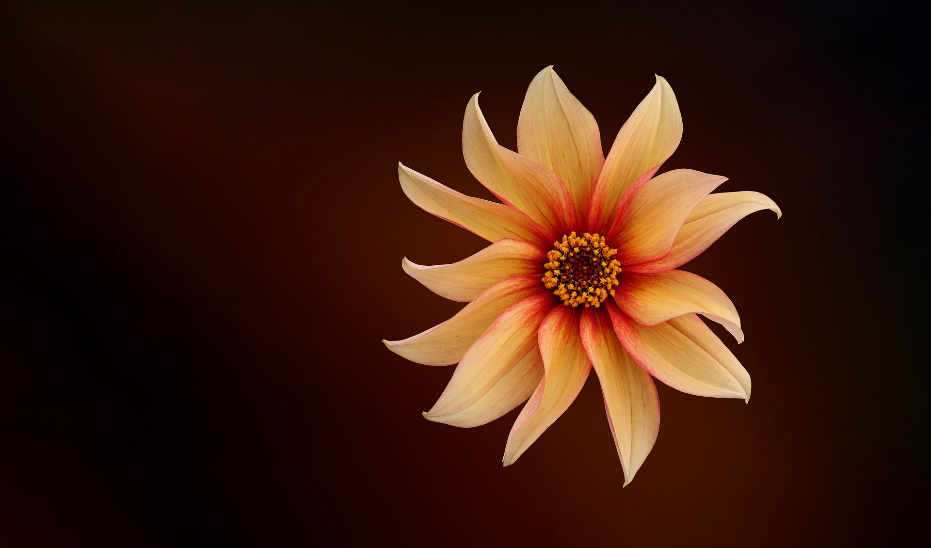 an abstract photo of a curved building with a blue sky in the background