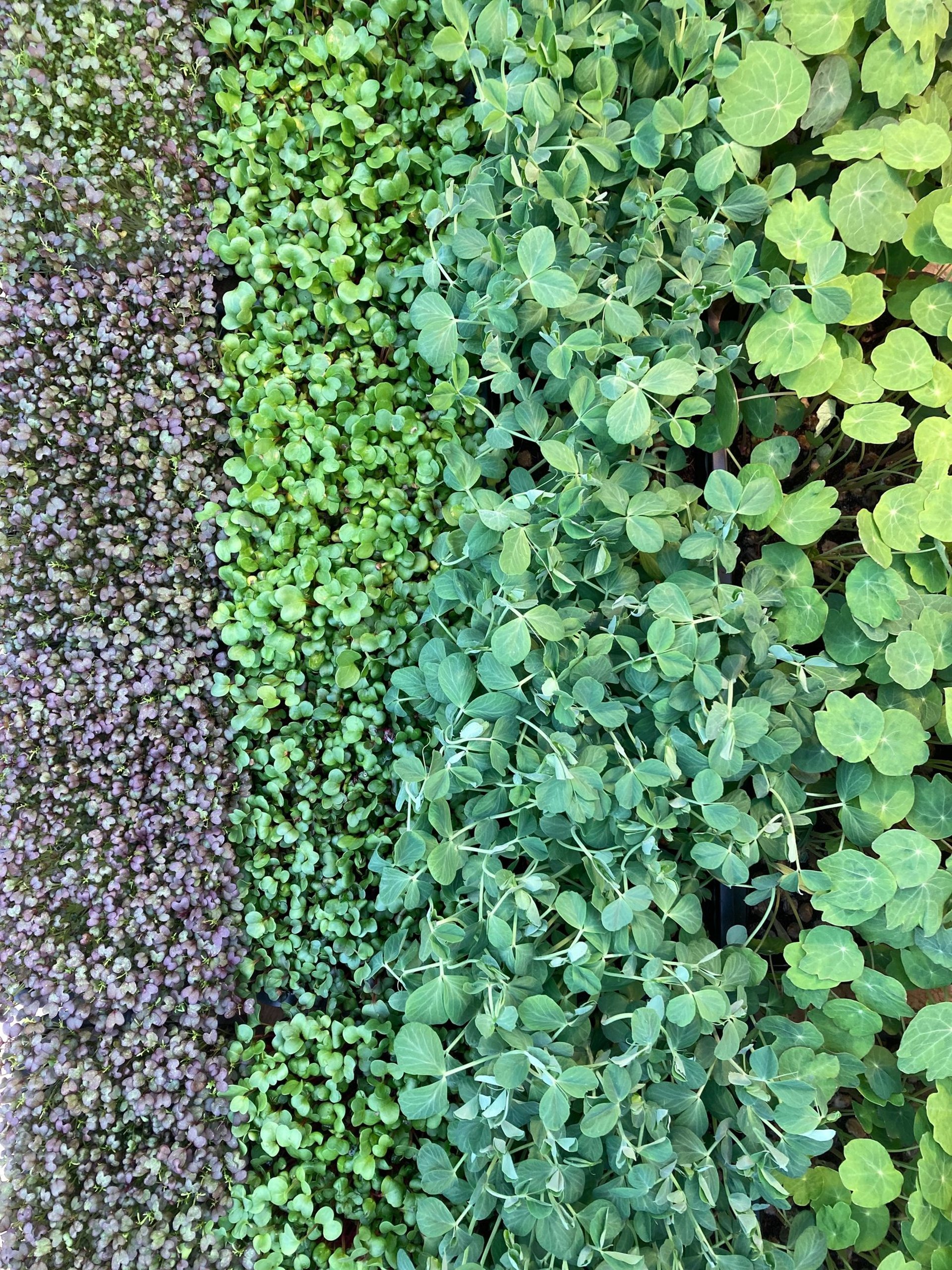 gray computer monitor