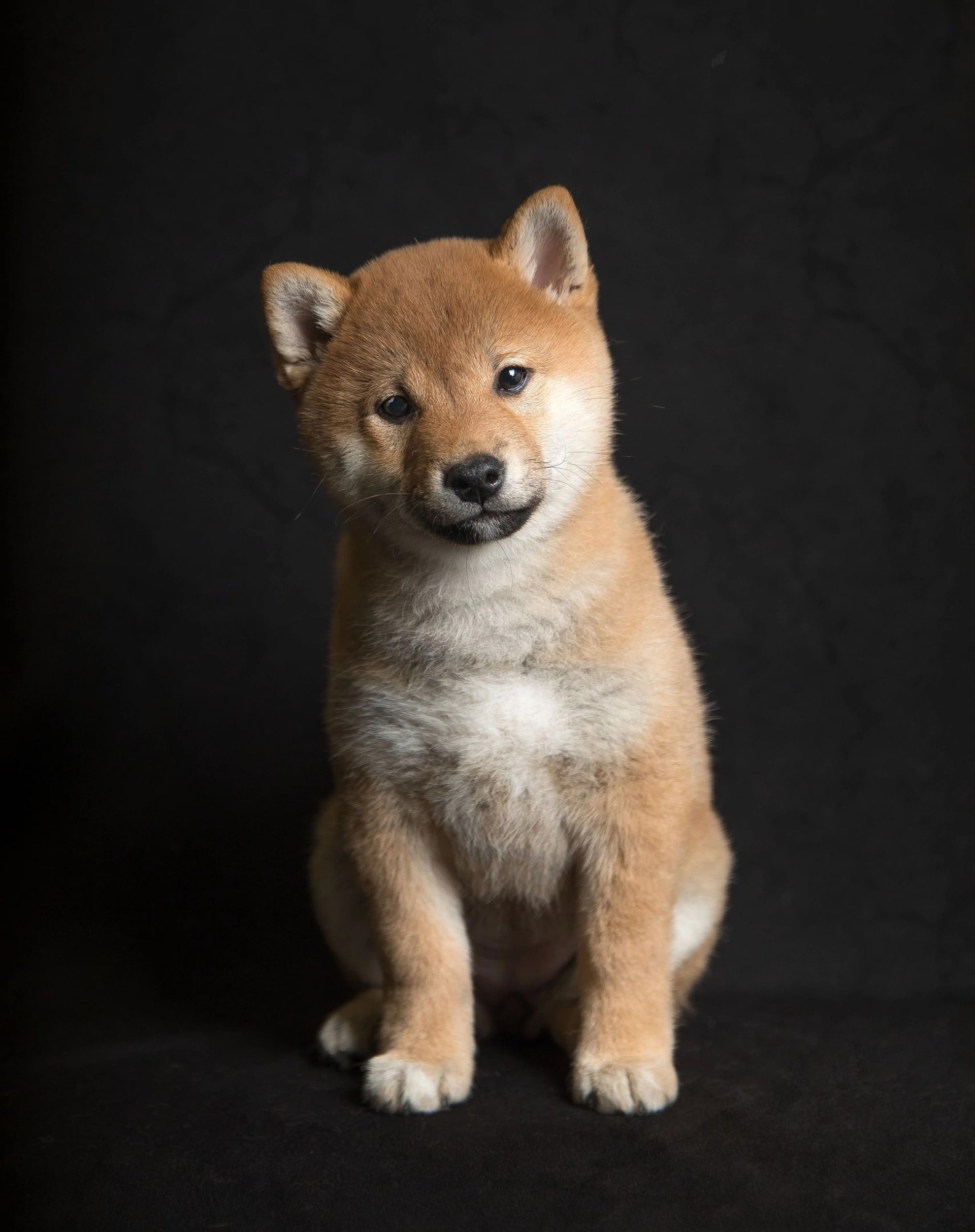 a dog standing on a rock