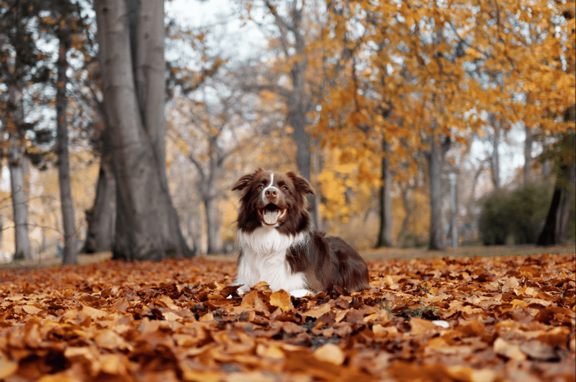 a dog sitting in a pile of leaves