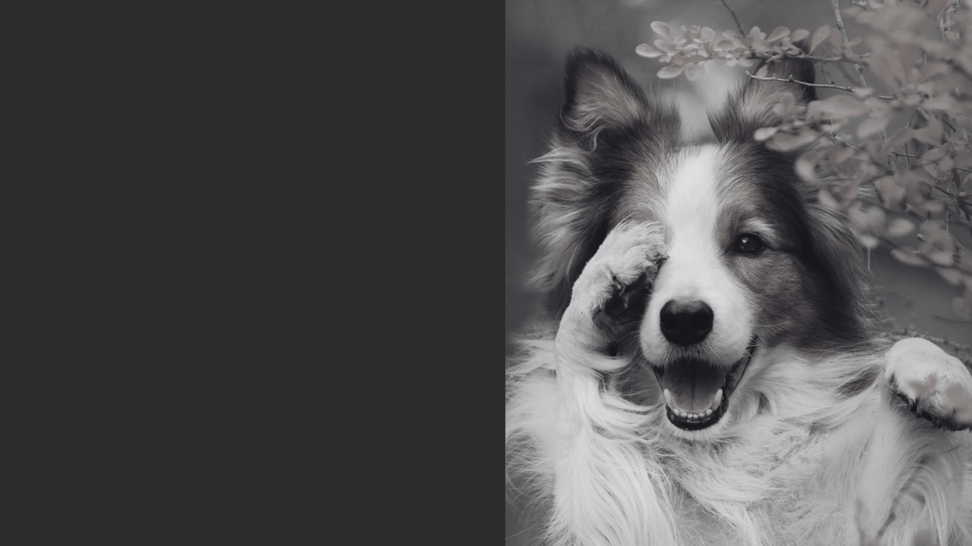 close-up photography of black dog