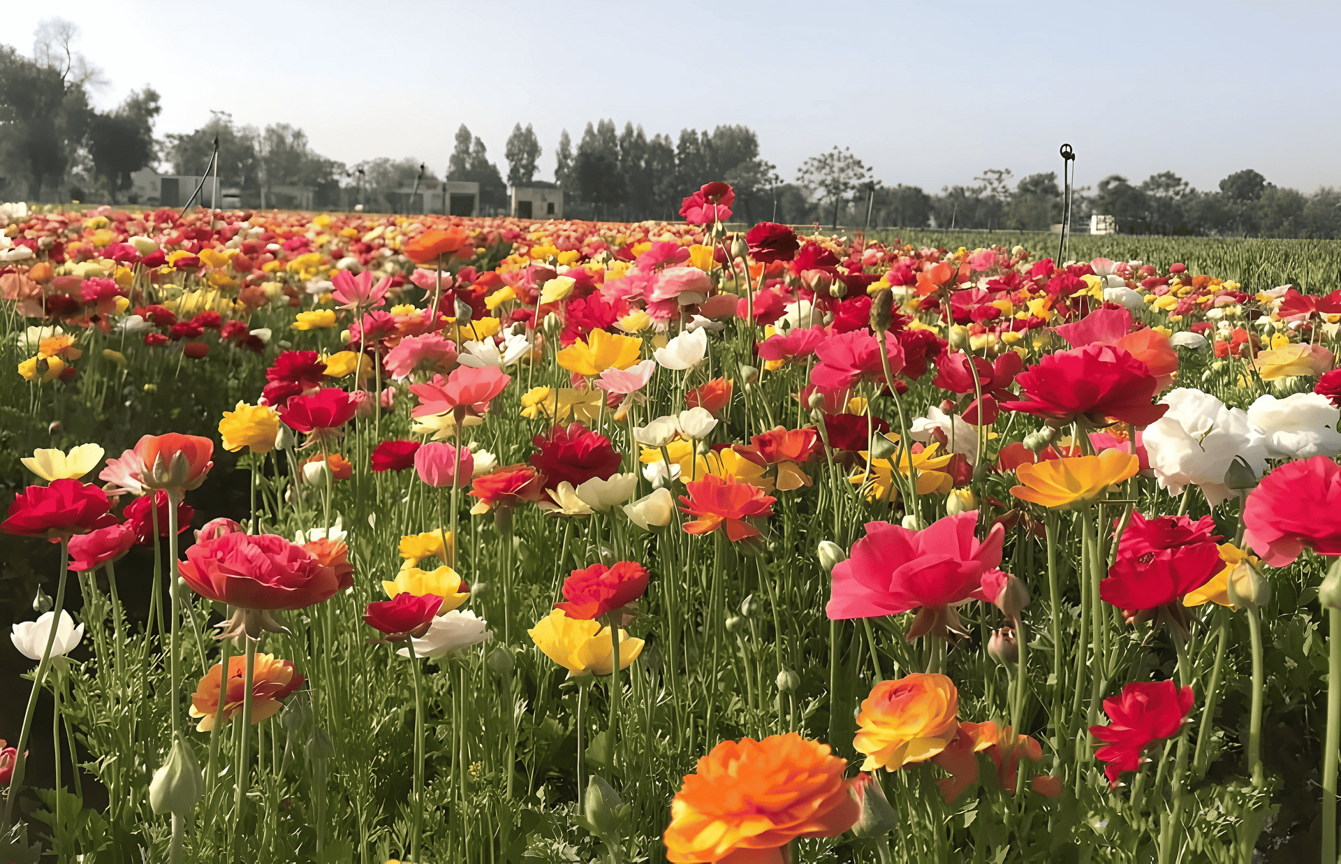 Ranunculus field