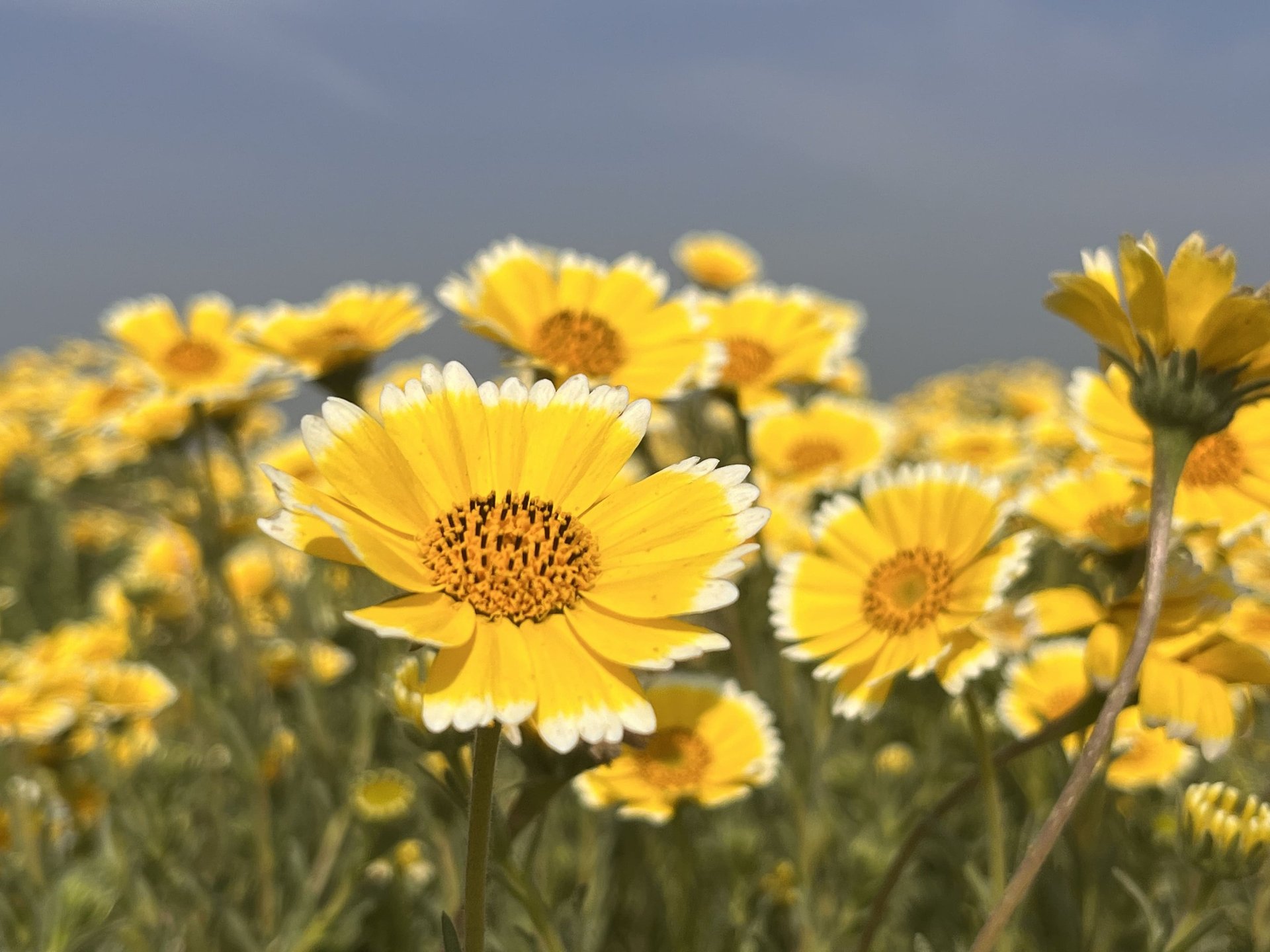 Layia Flower field concentrated