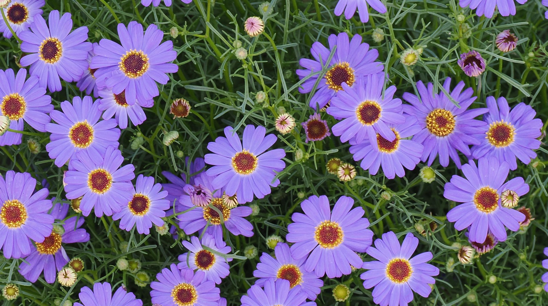 Acroclinium Flowers