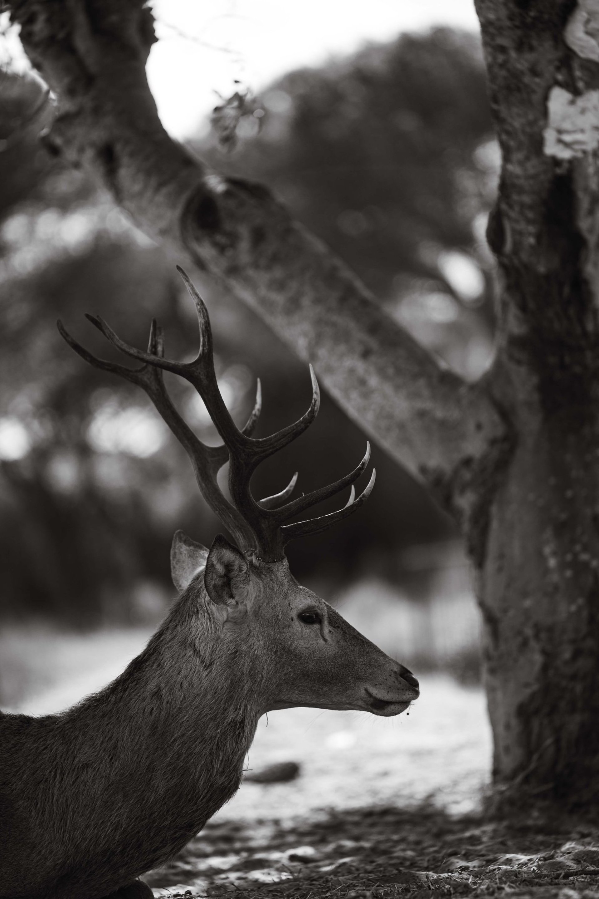 black and white bed linen