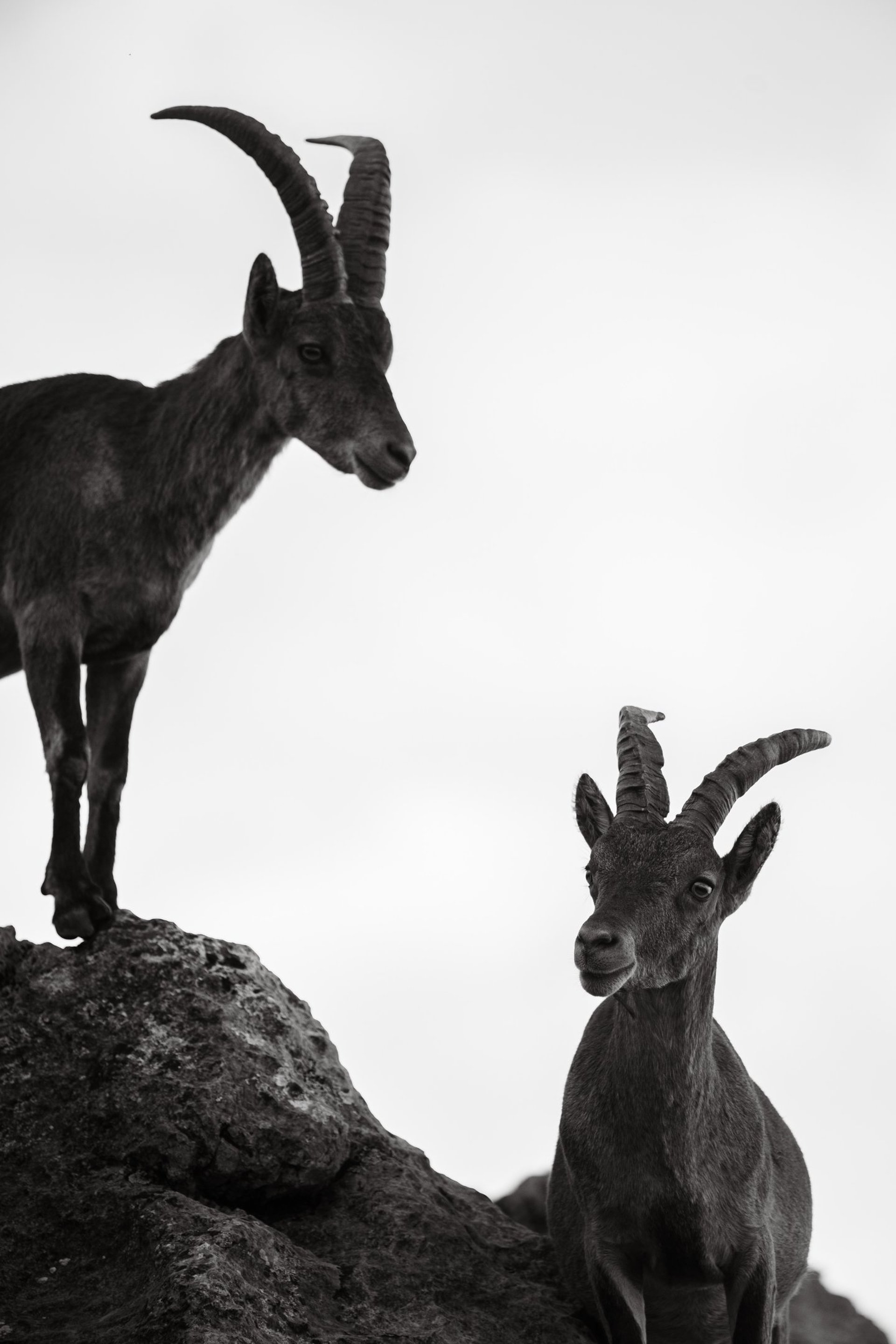 black and white bed linen