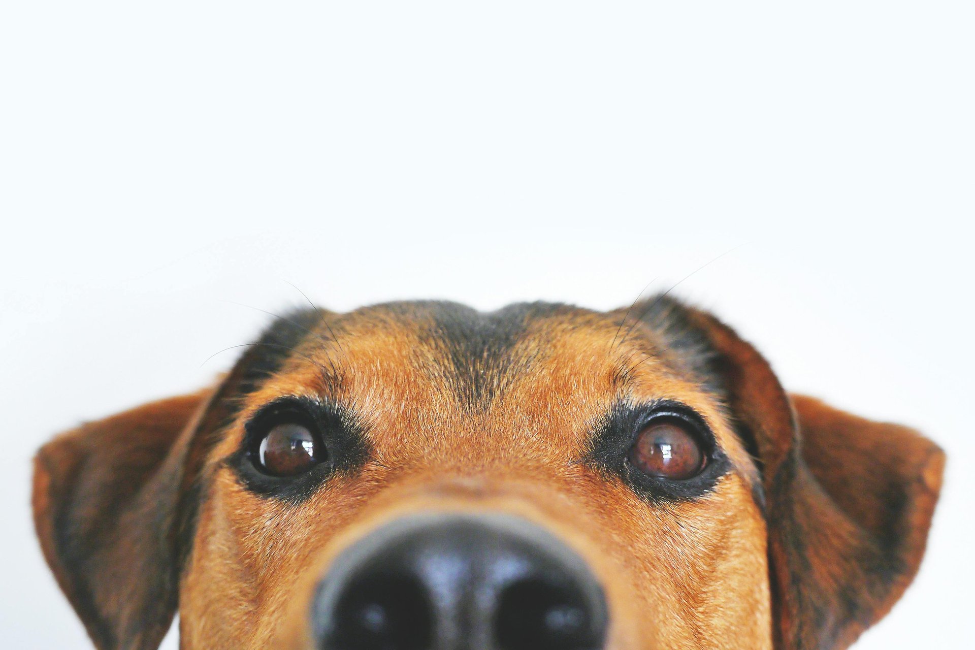 Pet waste removal
