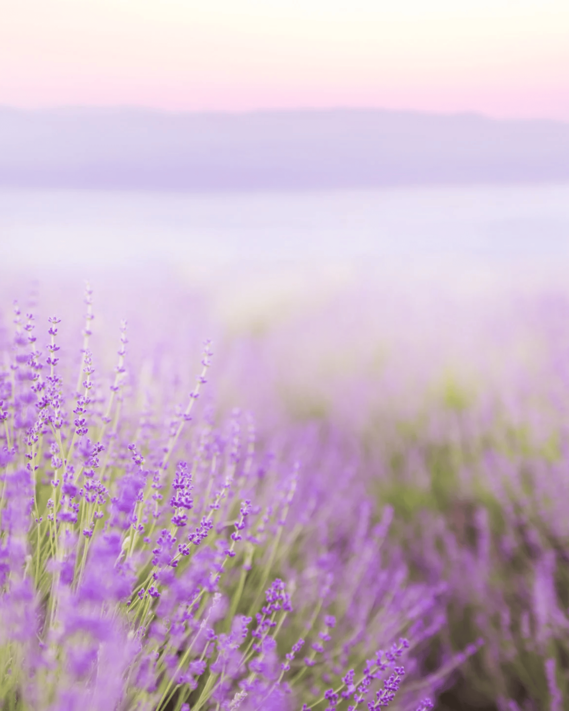 close-up photo of lavender