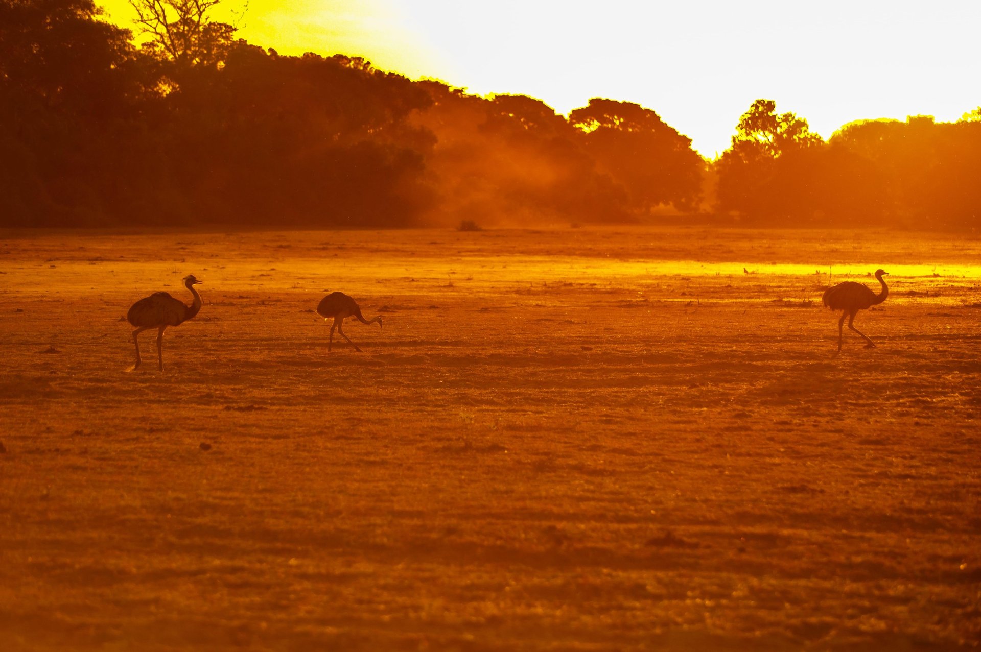 Birds at sunset in Piuval Lodge