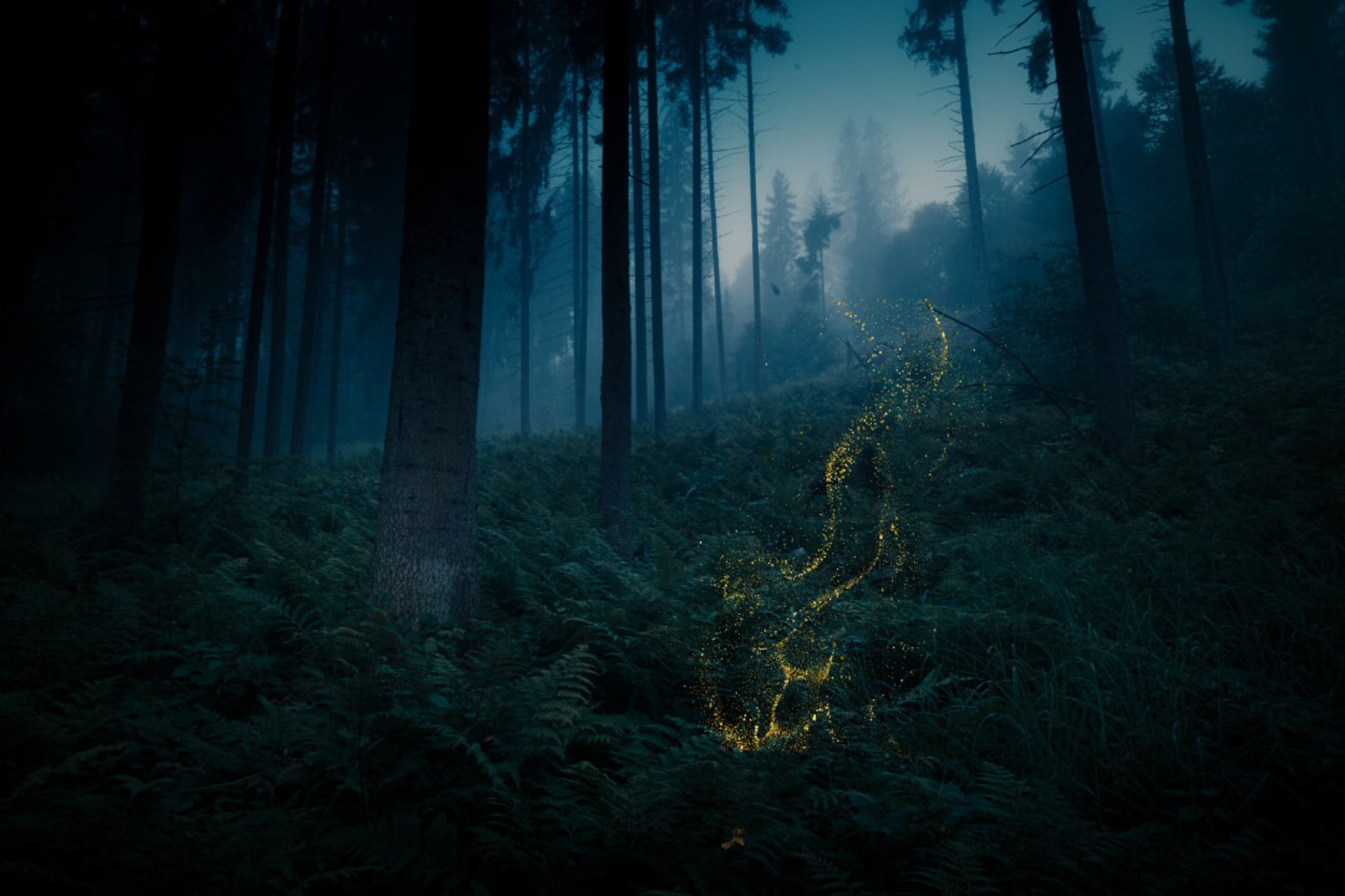 woods at twilight with a glittering trail of an implied fairy