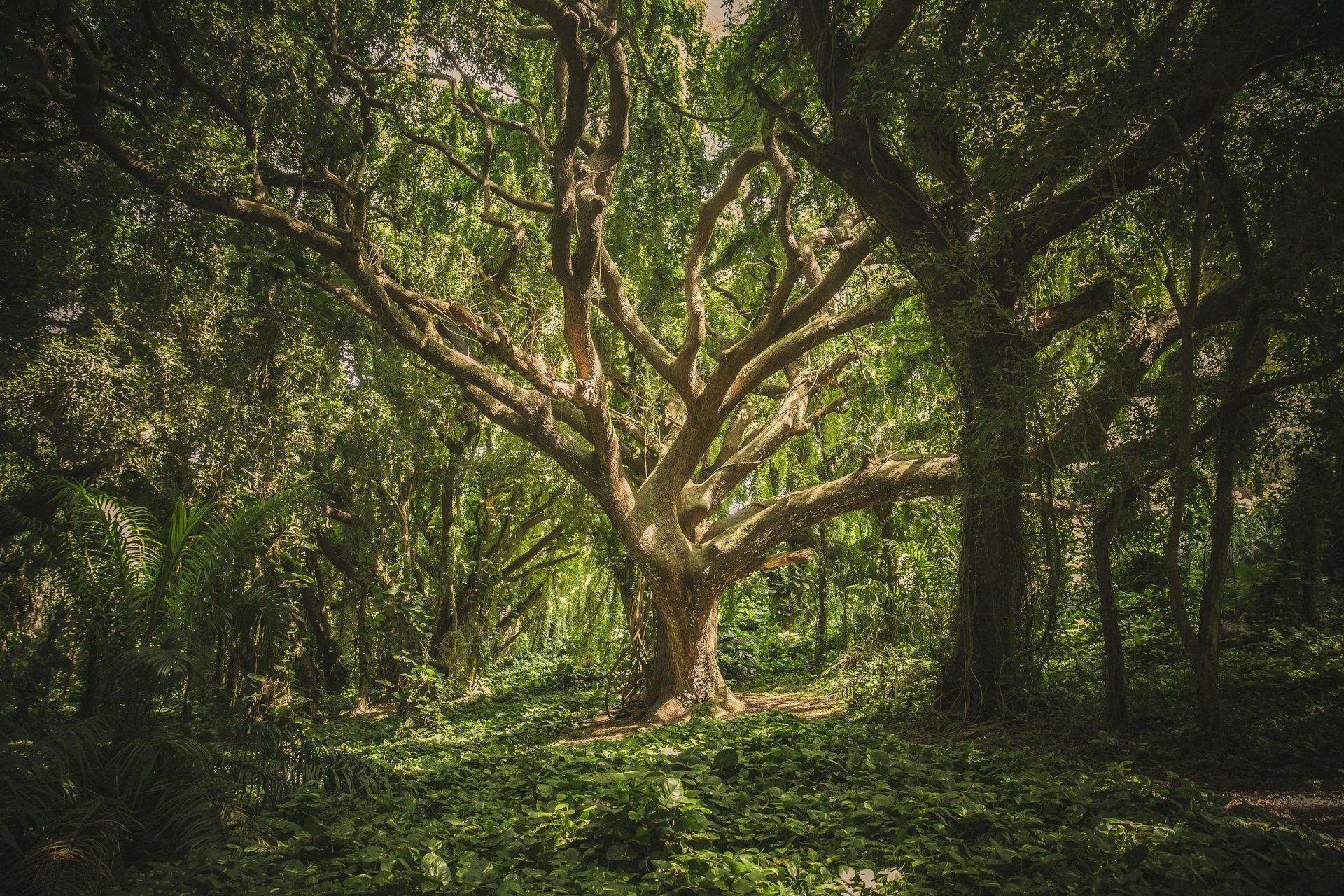 image of woods with a sunlit tree in the center